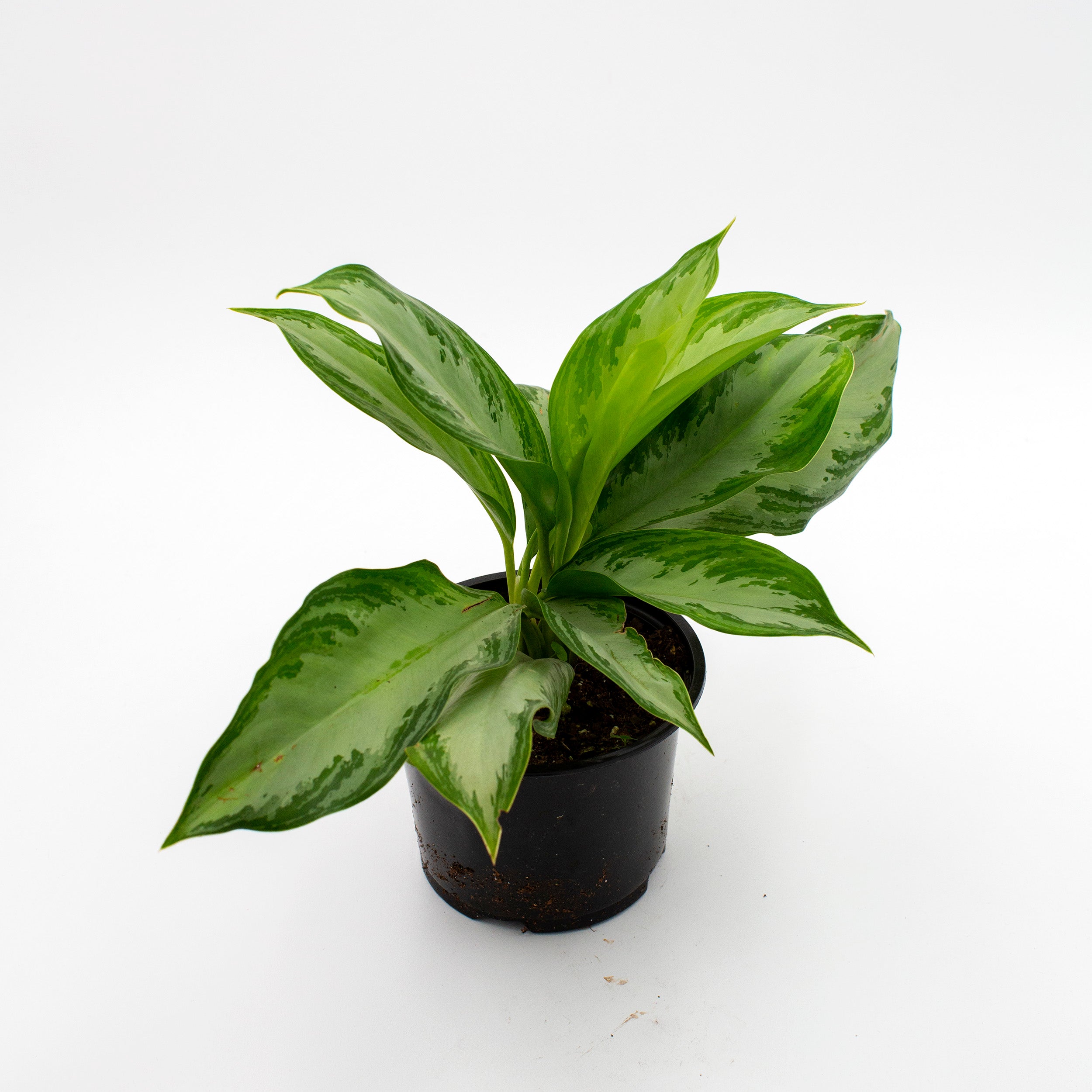 Aglaonema 'Silver Bay' – The Victorian Atlanta
