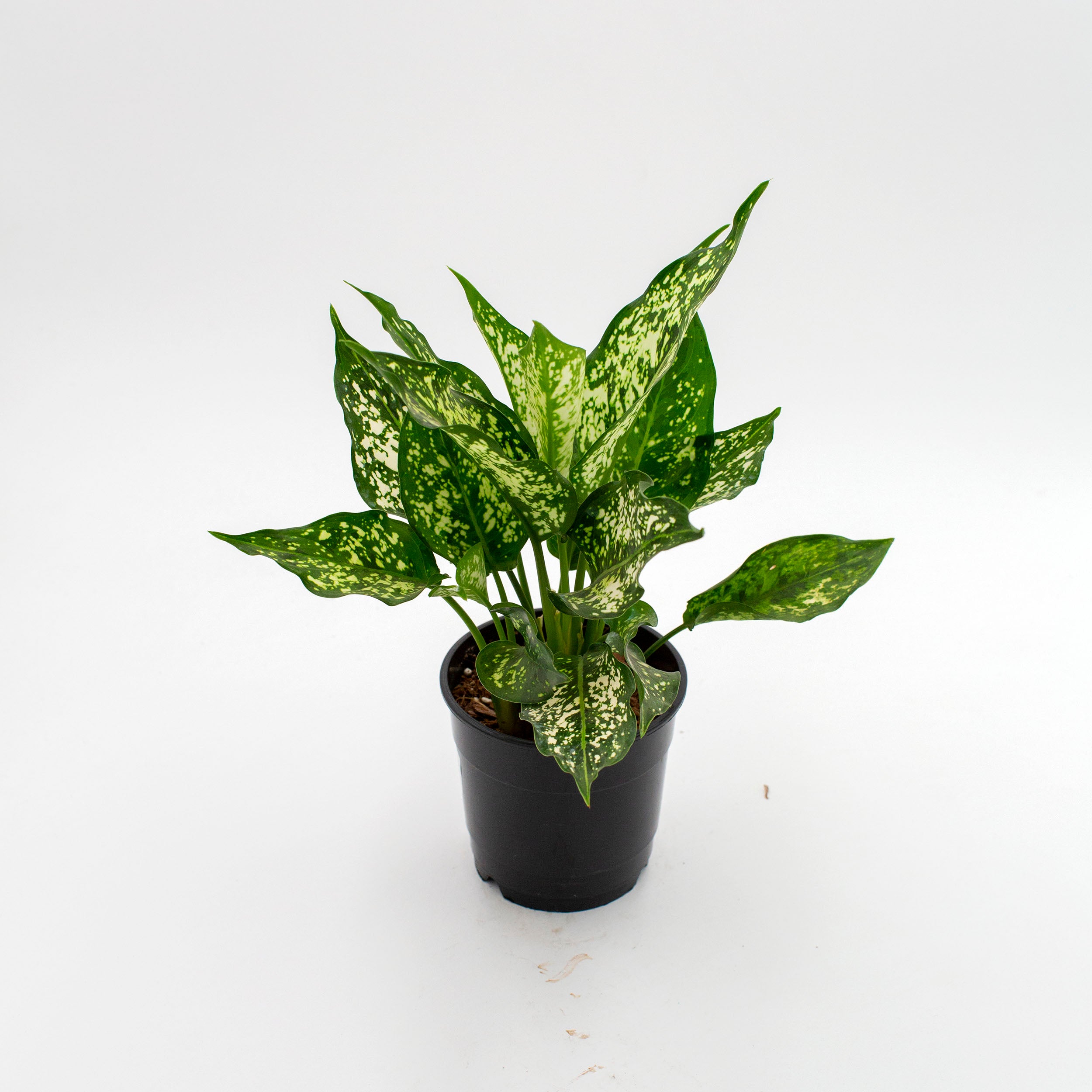 Aglaonema 'Spring Snow' – The Victorian Atlanta