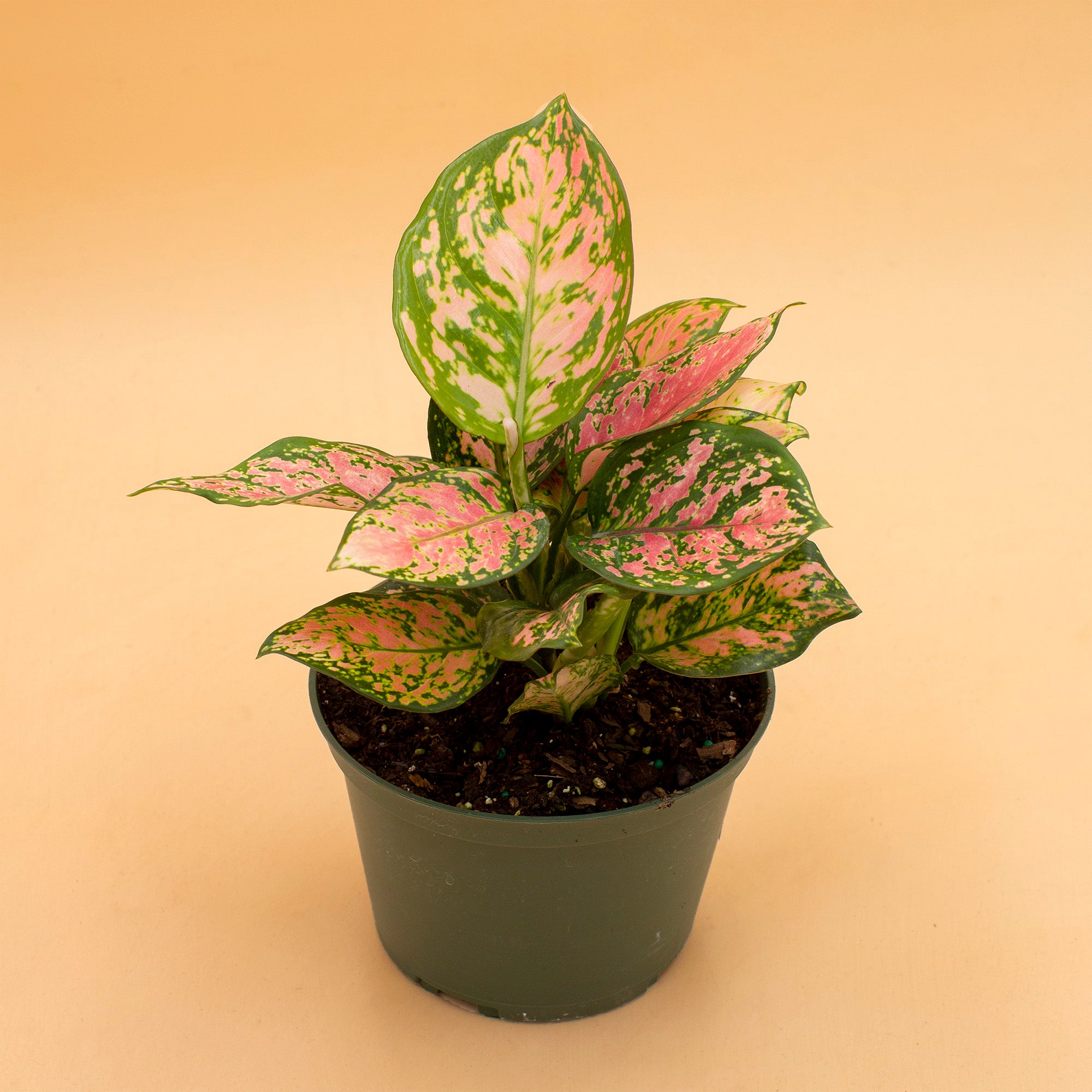 Aglaonema 'Wishes'