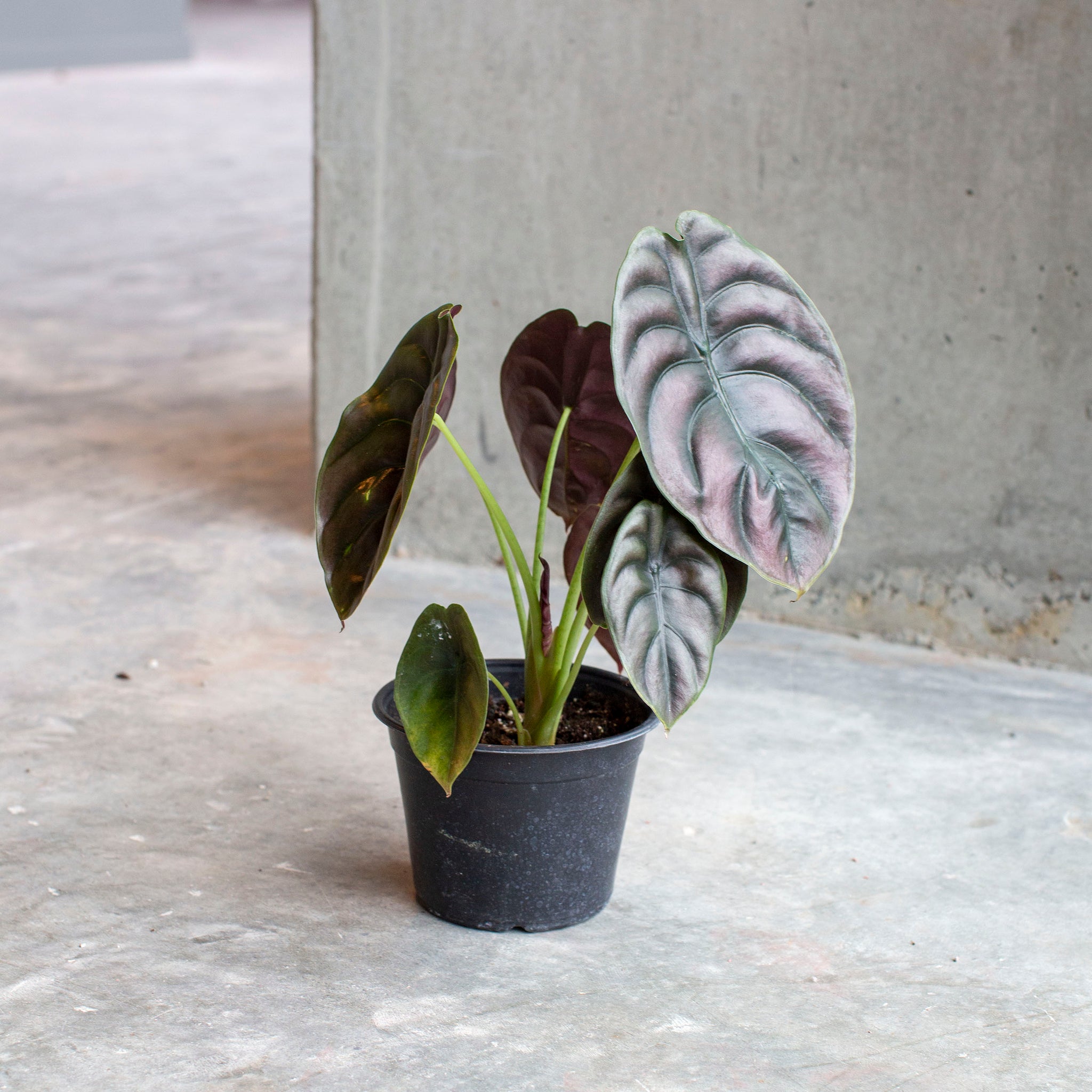 Alocasia cuprea 'Red Secret'