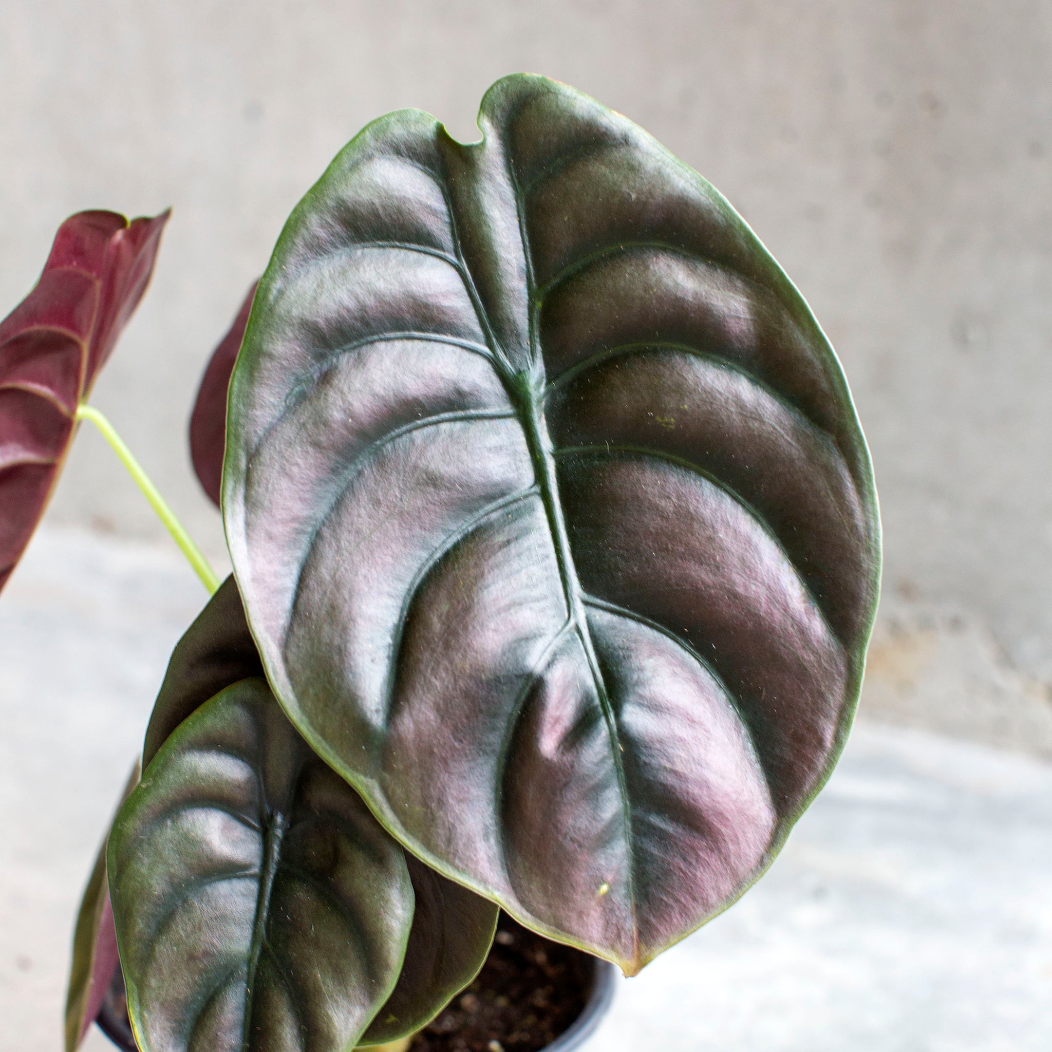 Alocasia cuprea 'Red Secret'
