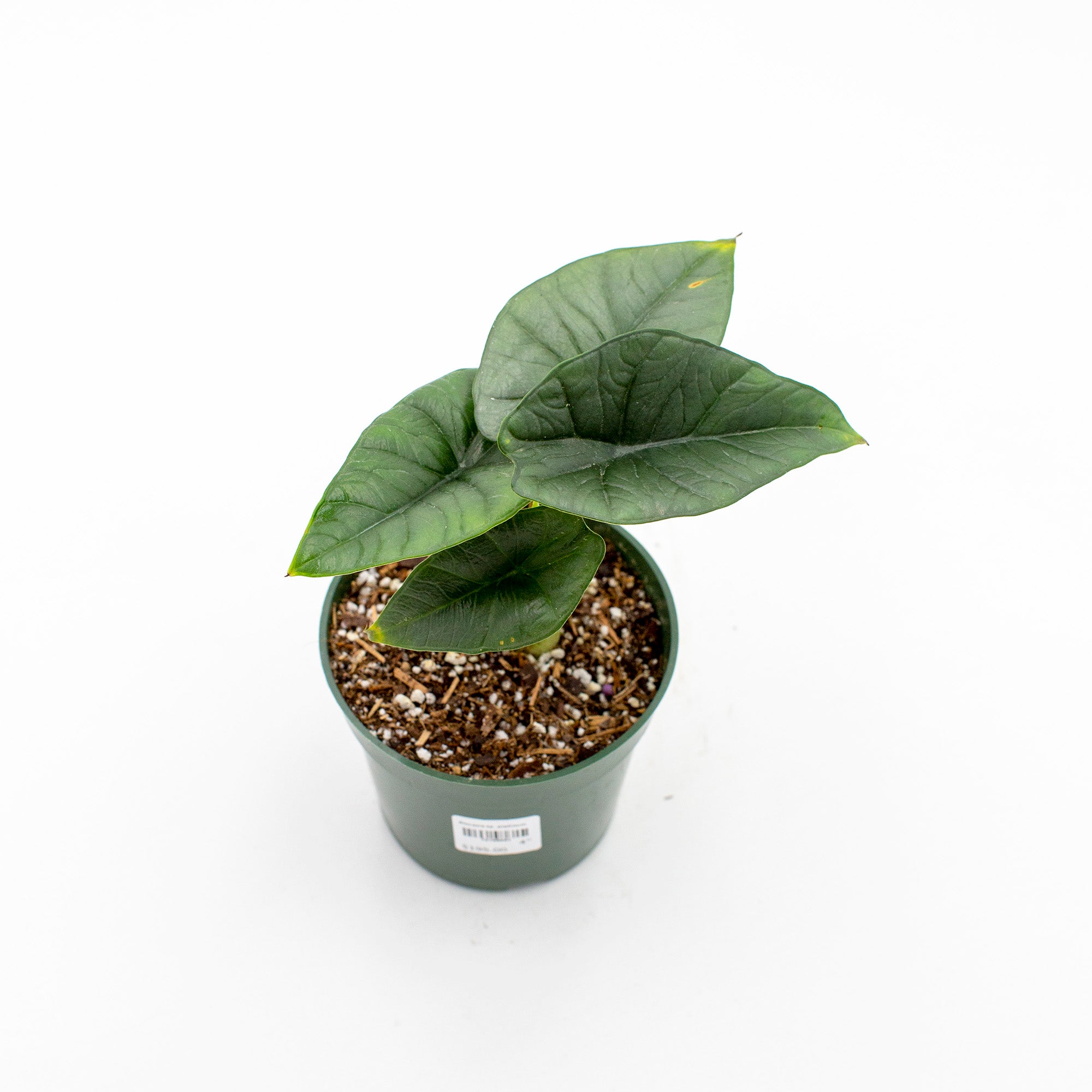Alocasia sp. platinum – The Victorian Atlanta