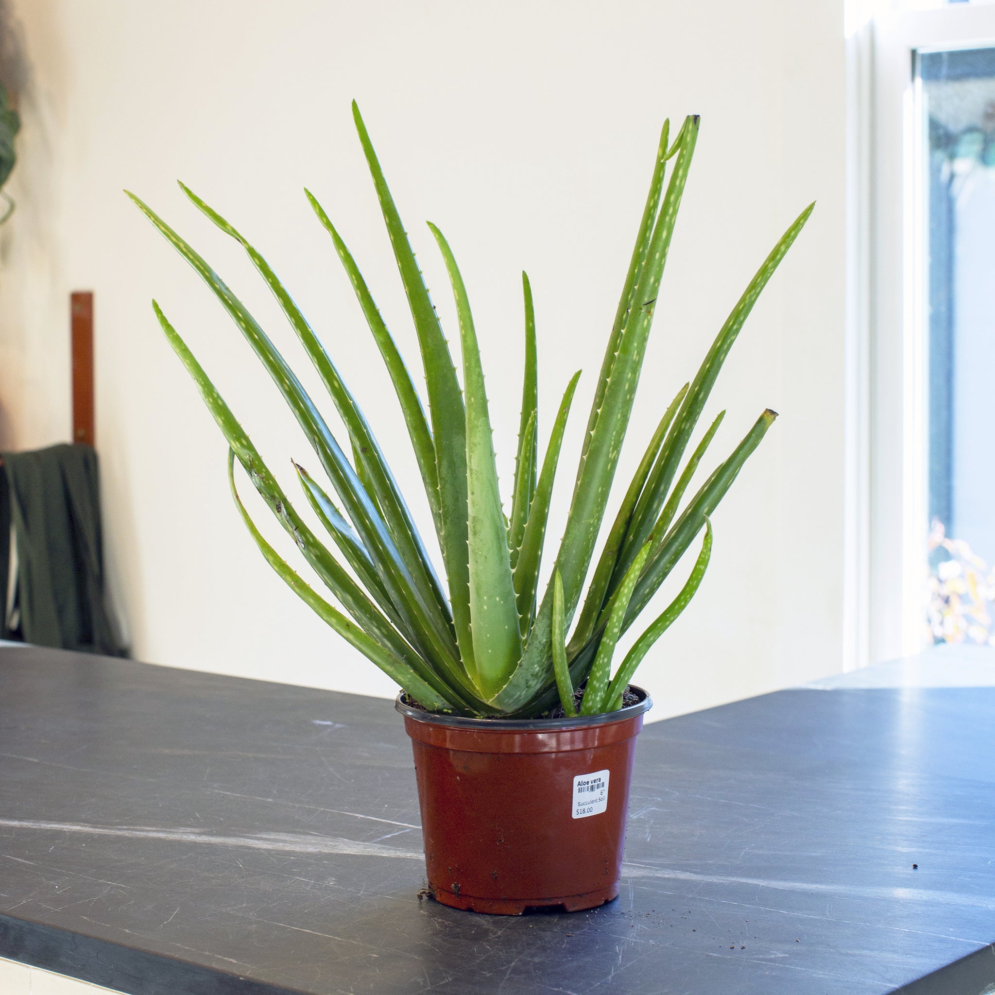 most expensive aloe vera plant Aloe vera – The Victorian Atlanta