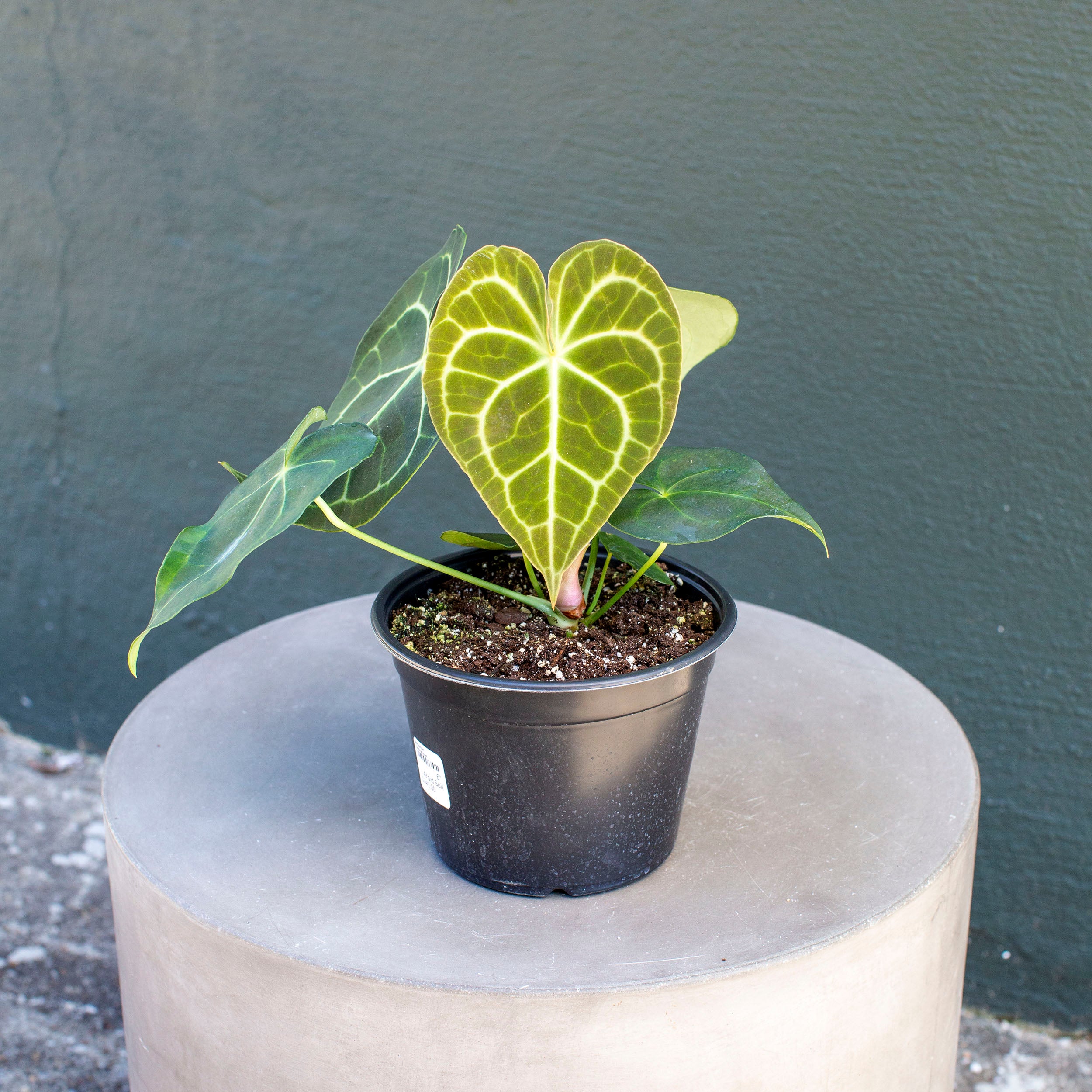 Anthurium clarinervium – The Victorian Atlanta
