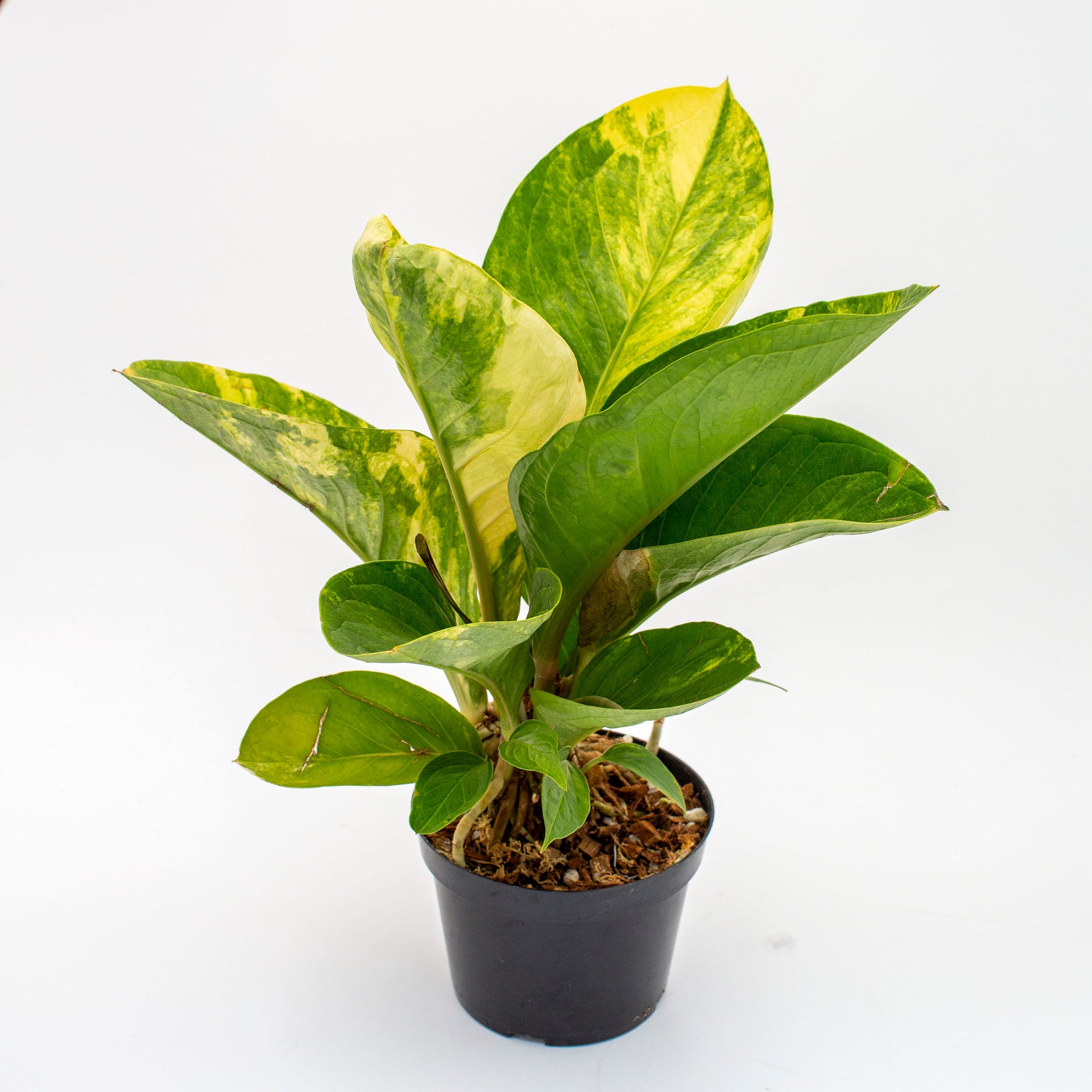 Anthurium jenmanii f. variegata – The Victorian Atlanta