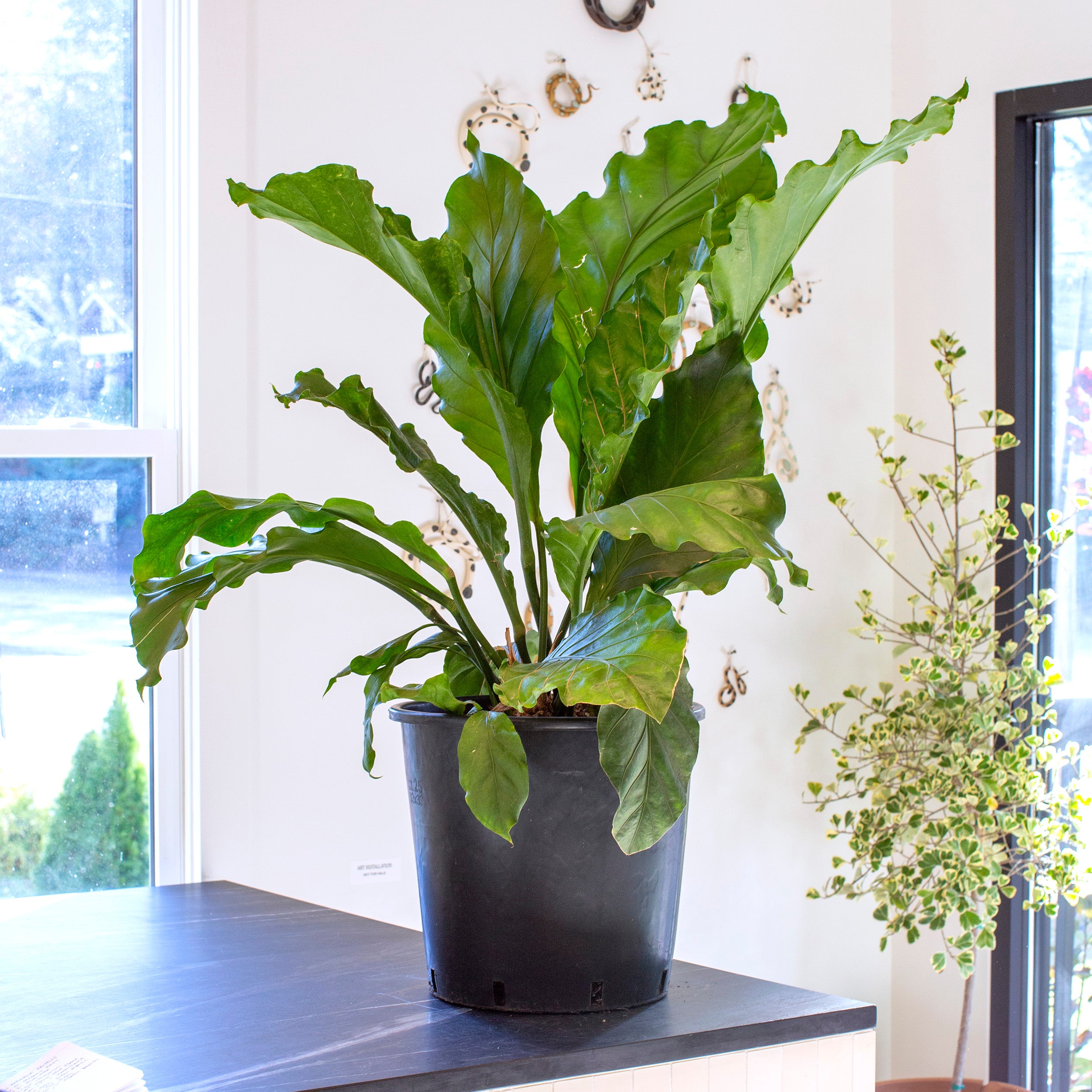 Anthurium plowmanii 'Fruffles' – The Victorian Atlanta