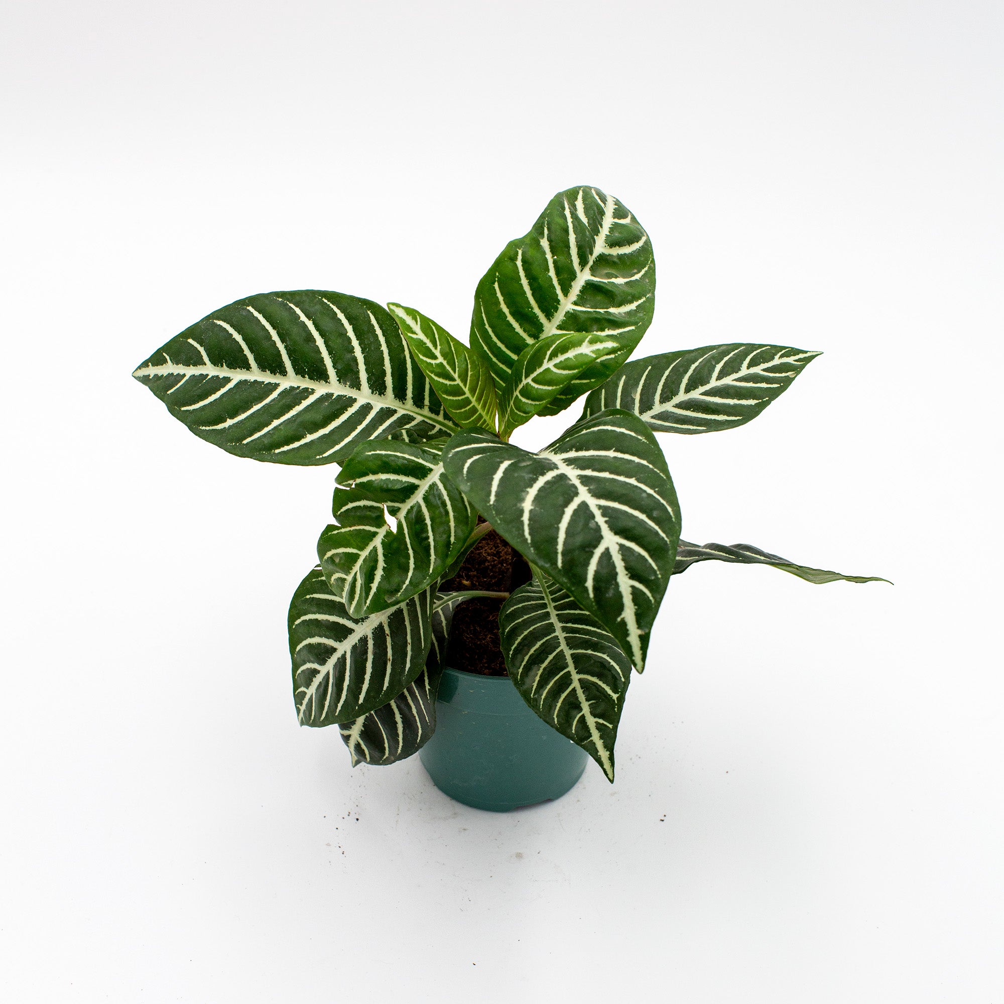 Aphelandra squarrosa 'Zebra Plant'