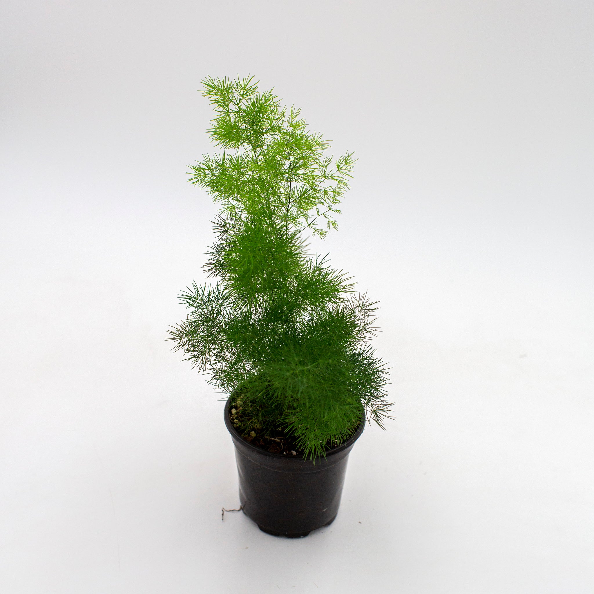 Asparagus retrofractus 'Ming Fern'