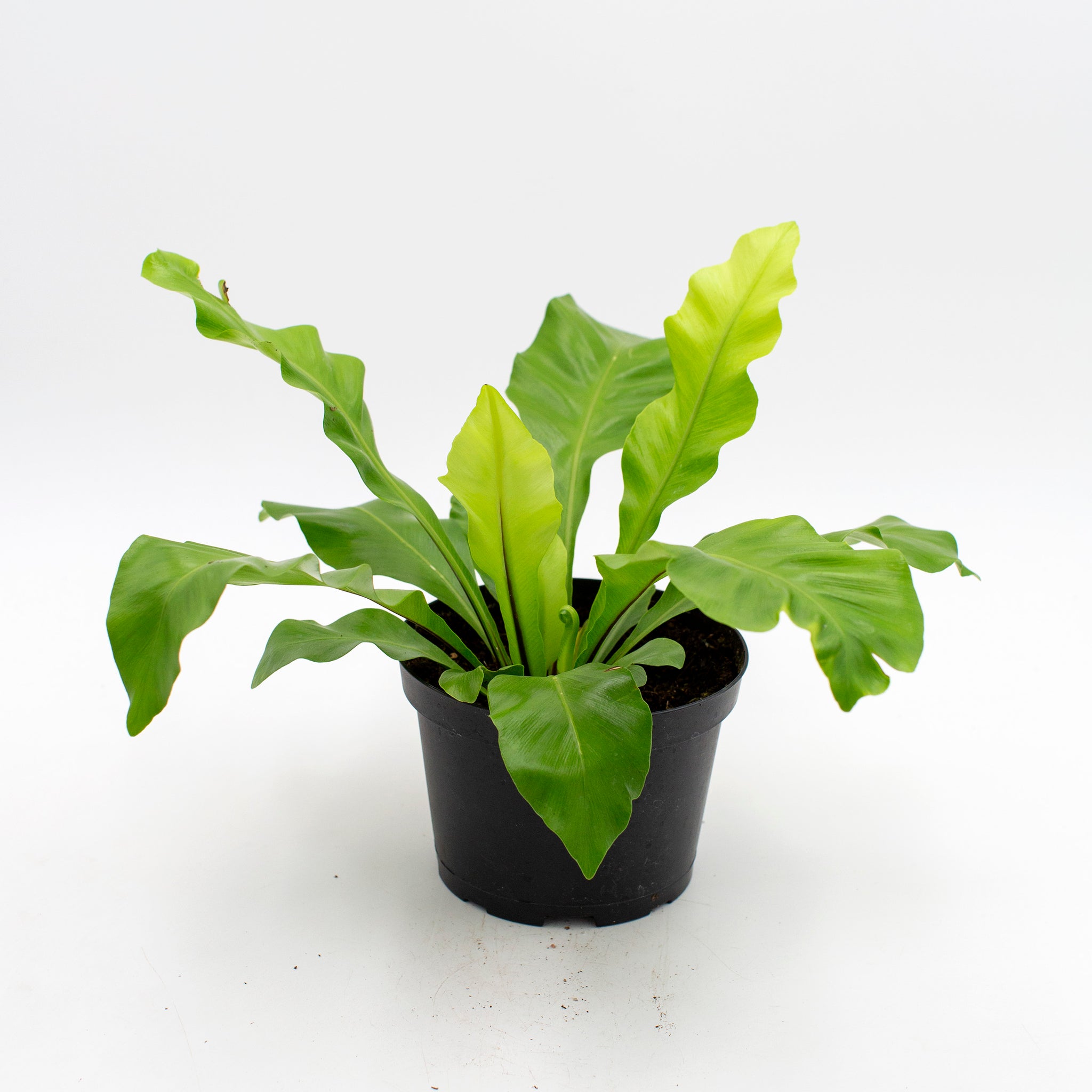 Tropical Plants – Tagged 