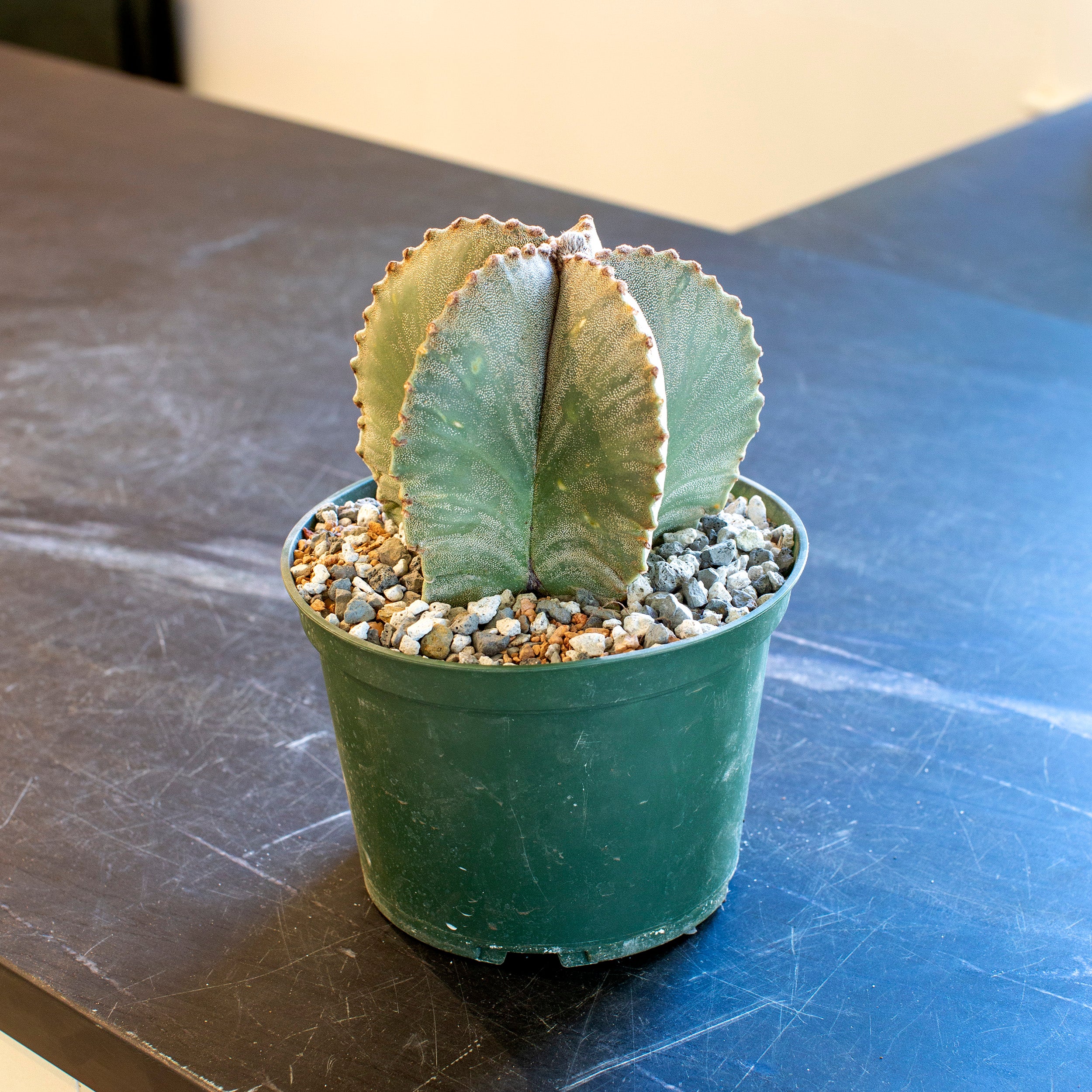 astro succulent Astrophytum myriostigma