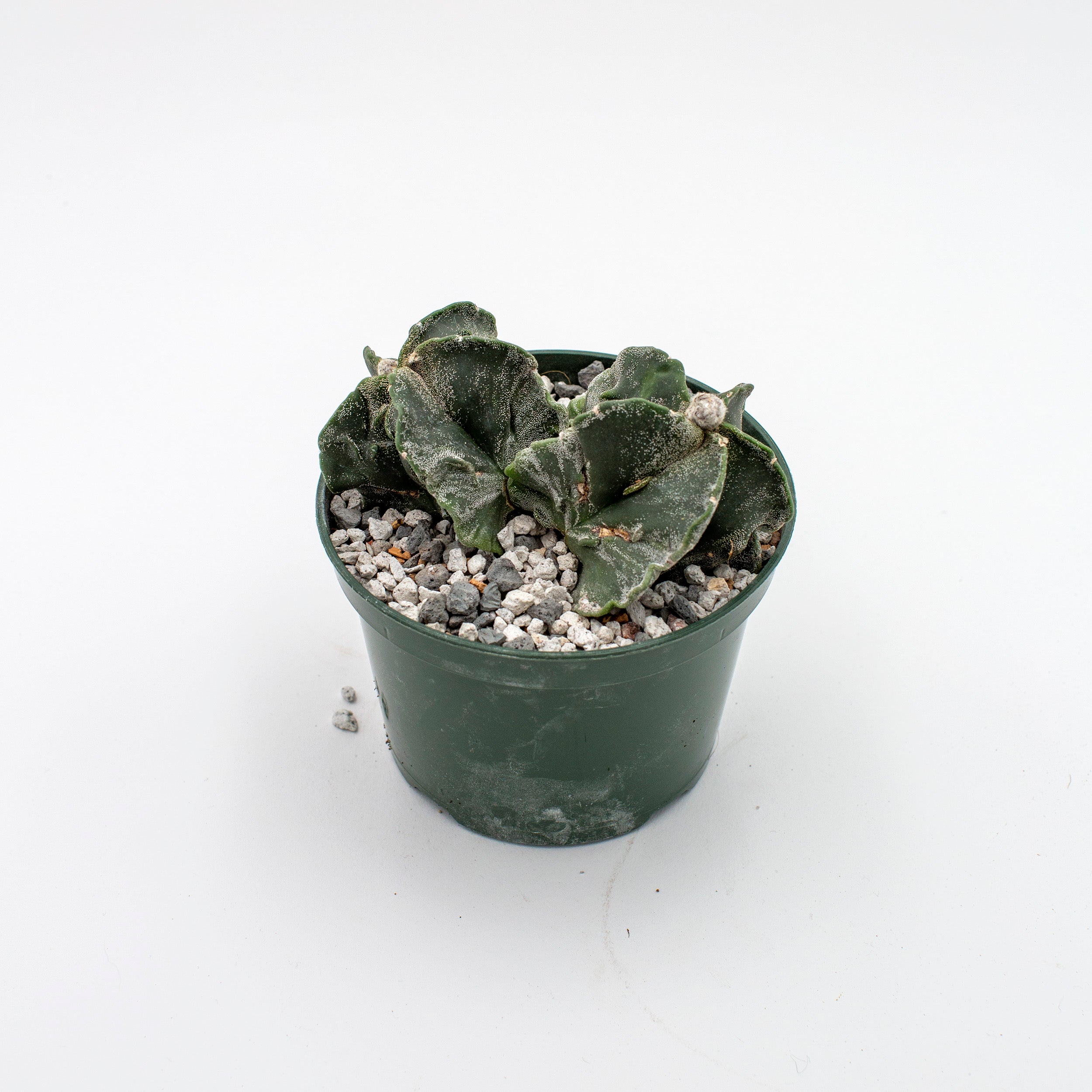 astro succulent Astrophytum myriostigma