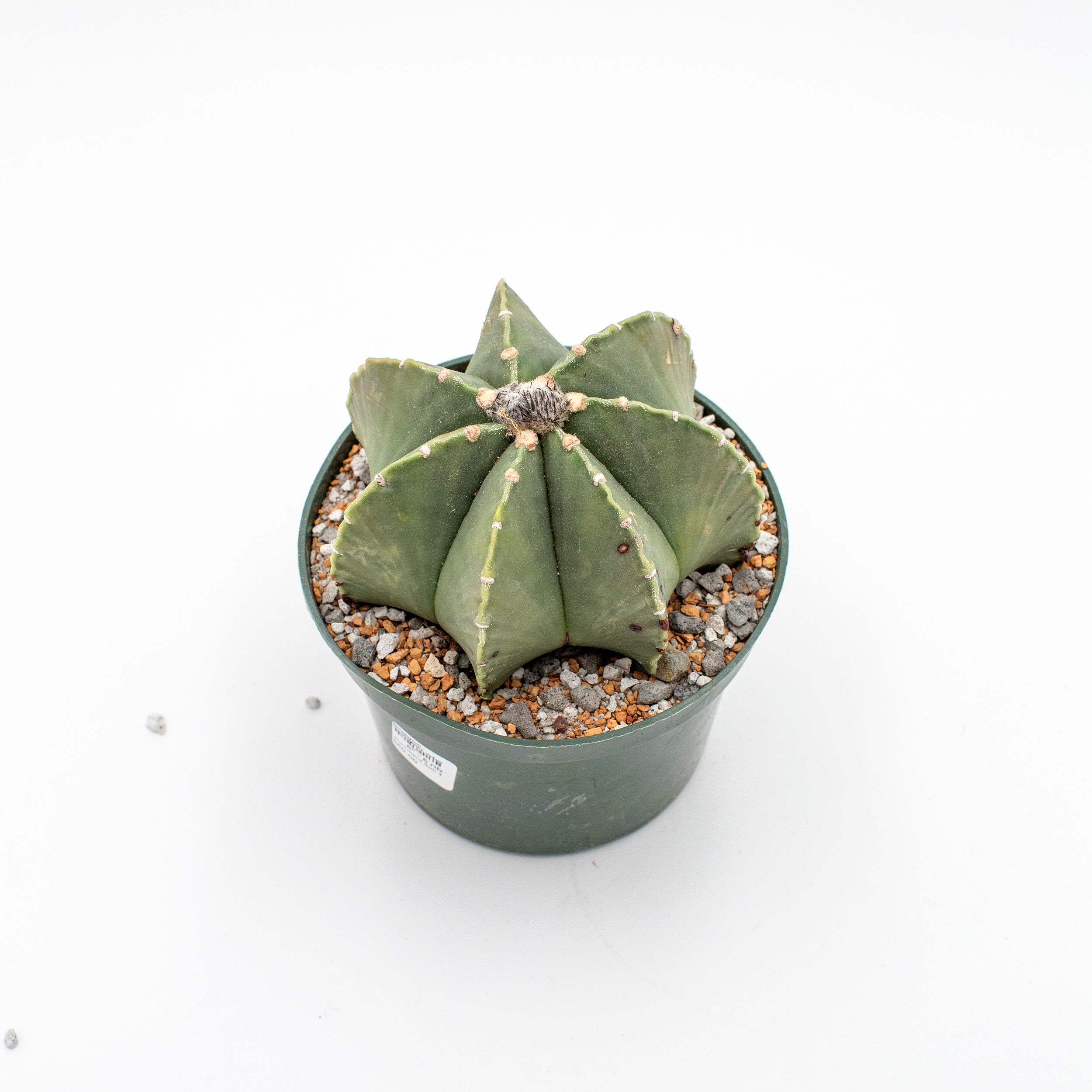 astrophytum myriostigma nudum Astrophytum myriostigma f. nudum