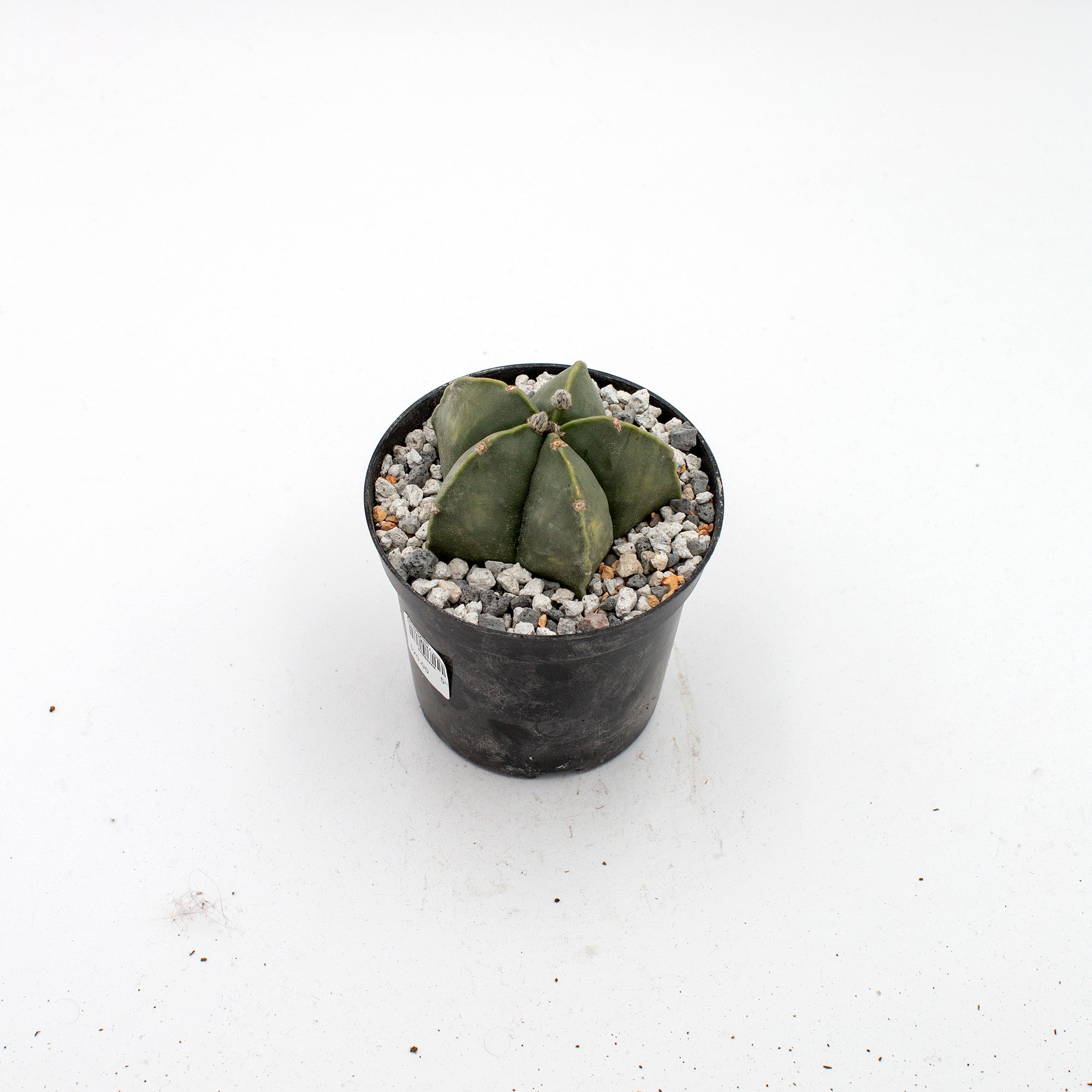 Astrophytum myriostigma f. nudum  The Victorian Atlanta