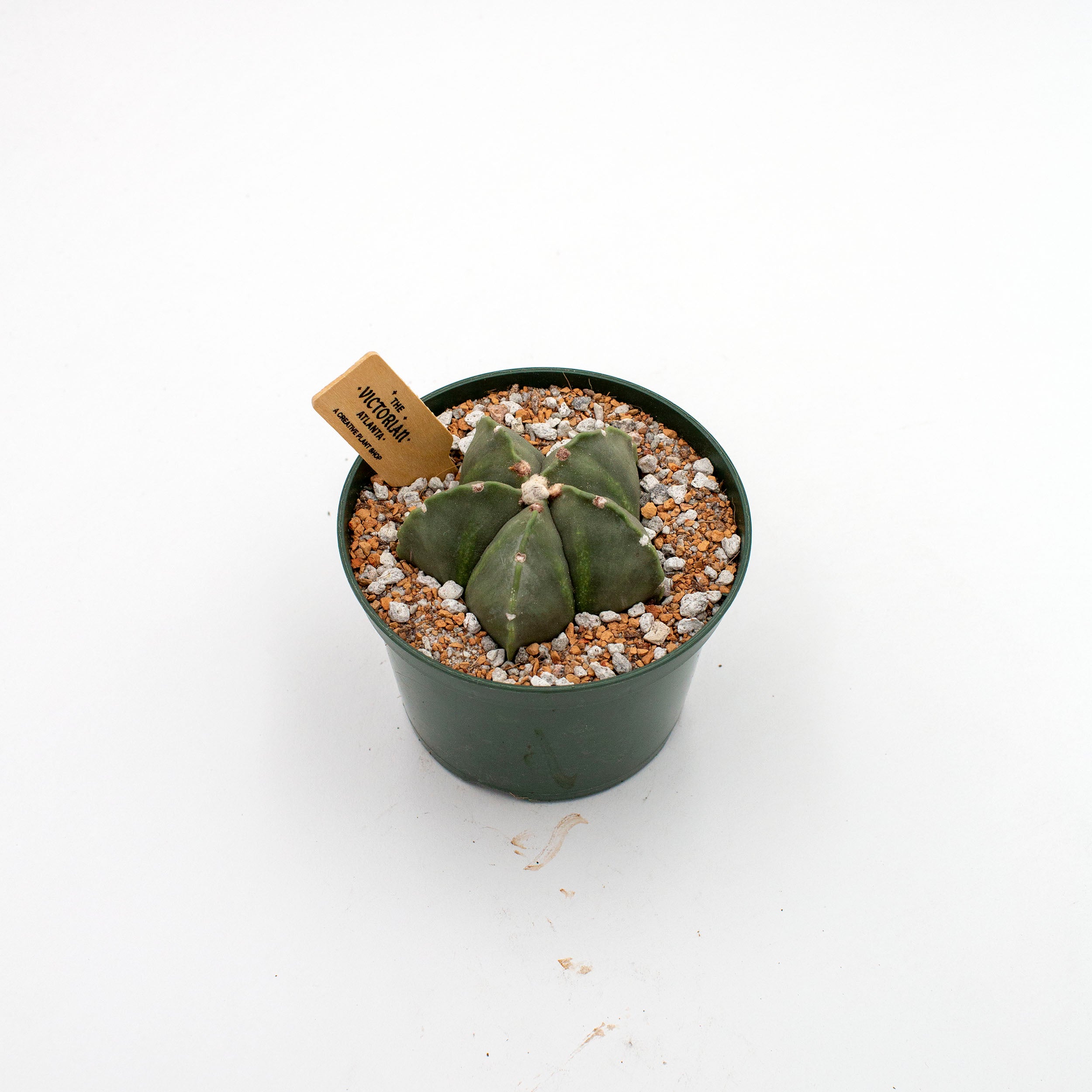 Astrophytum myriostigma f. nudum – The Victorian Atlanta