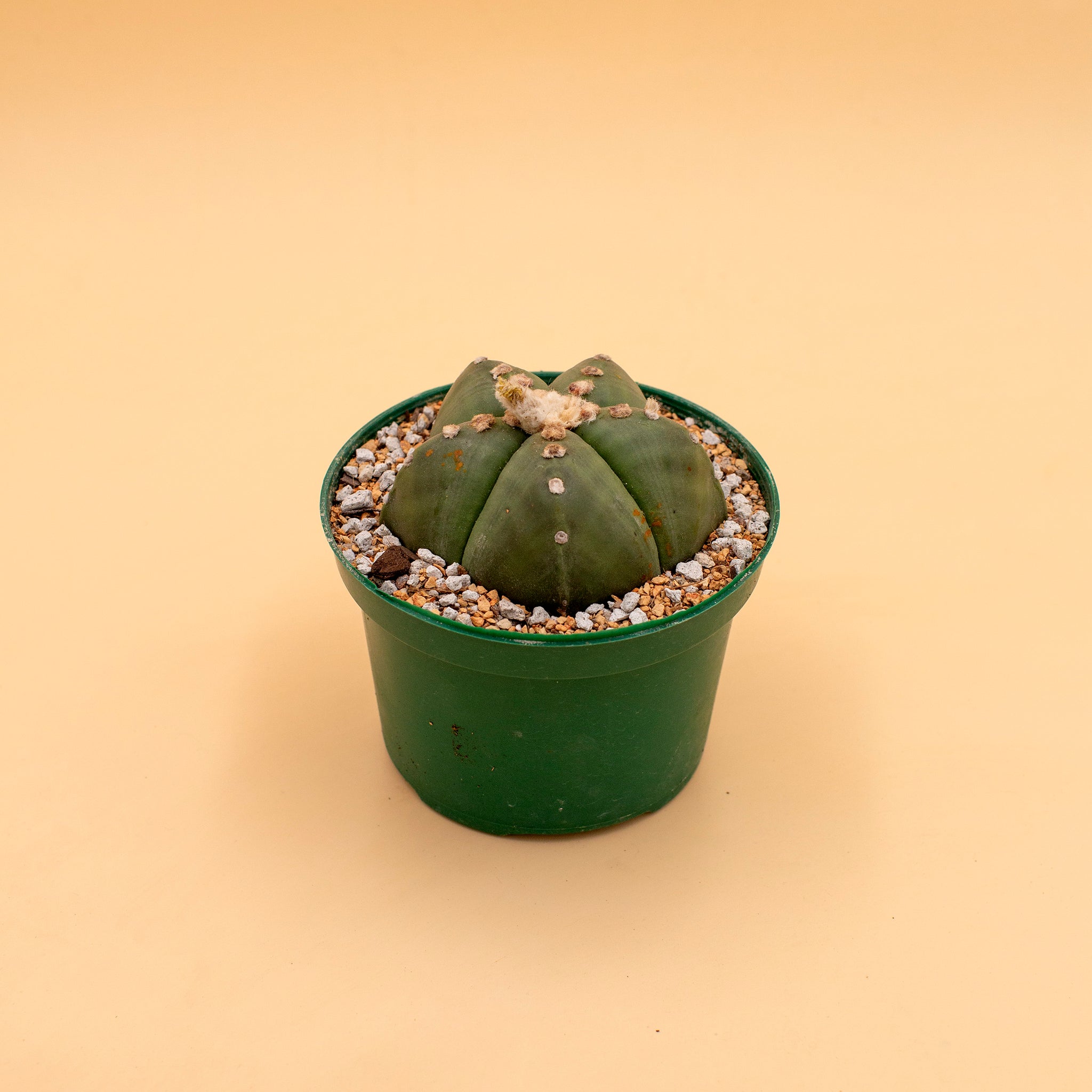 Astrophytum myriostigma f. nudum