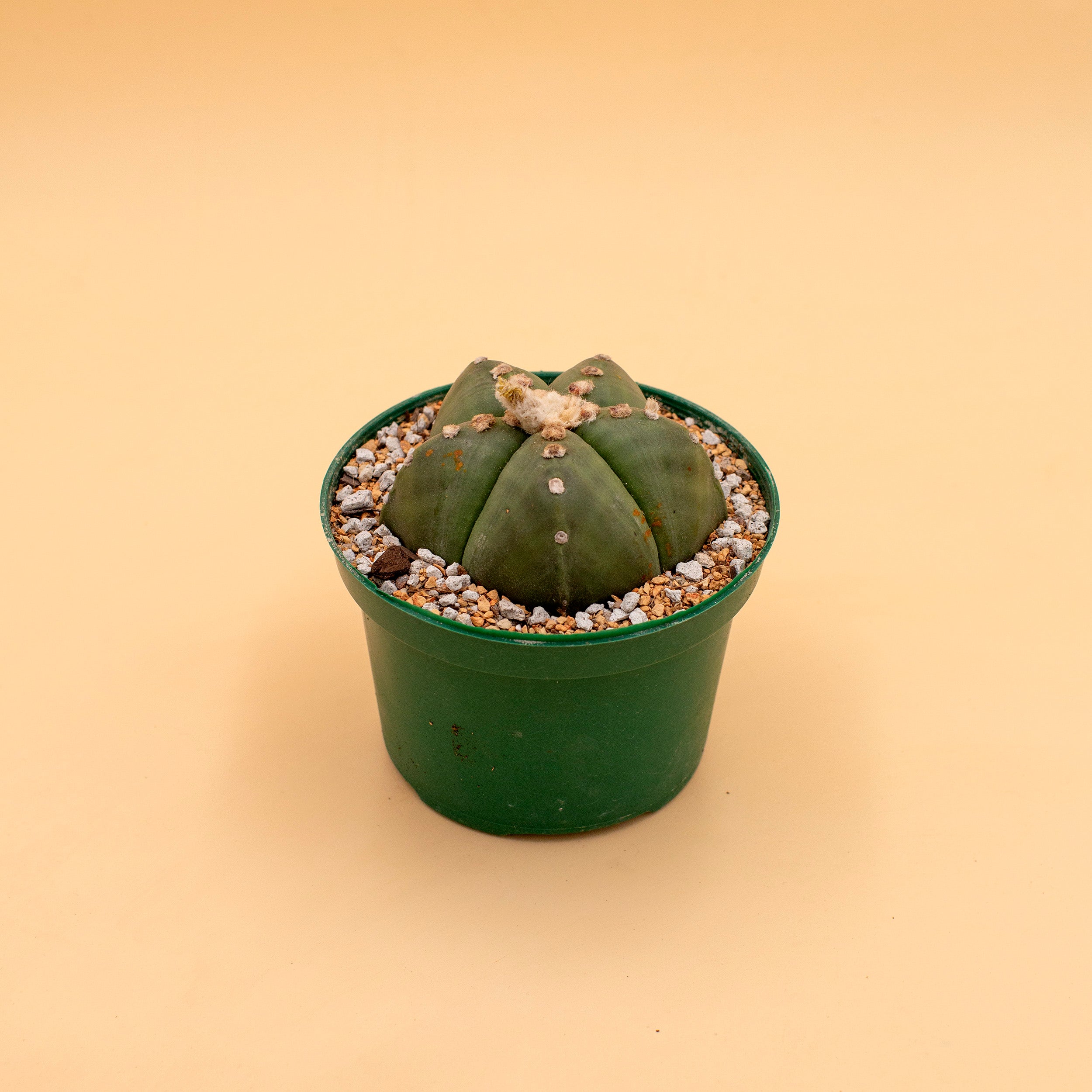 Astrophytum myriostigma f. nudum – The Victorian Atlanta