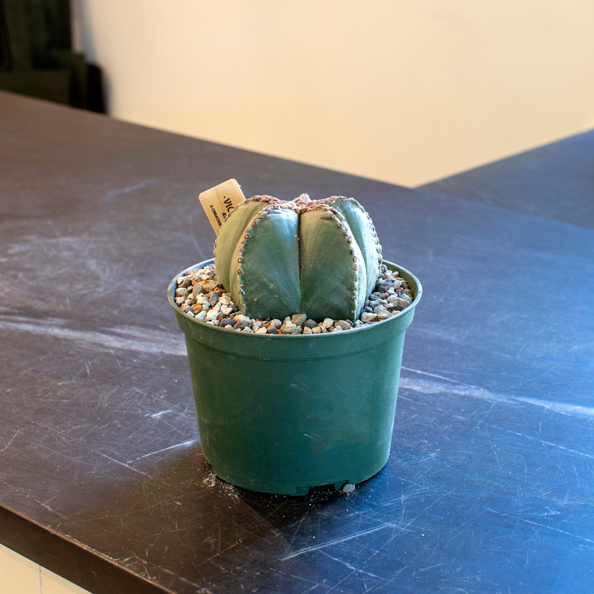 Astrophytum myriostigma f. nudum