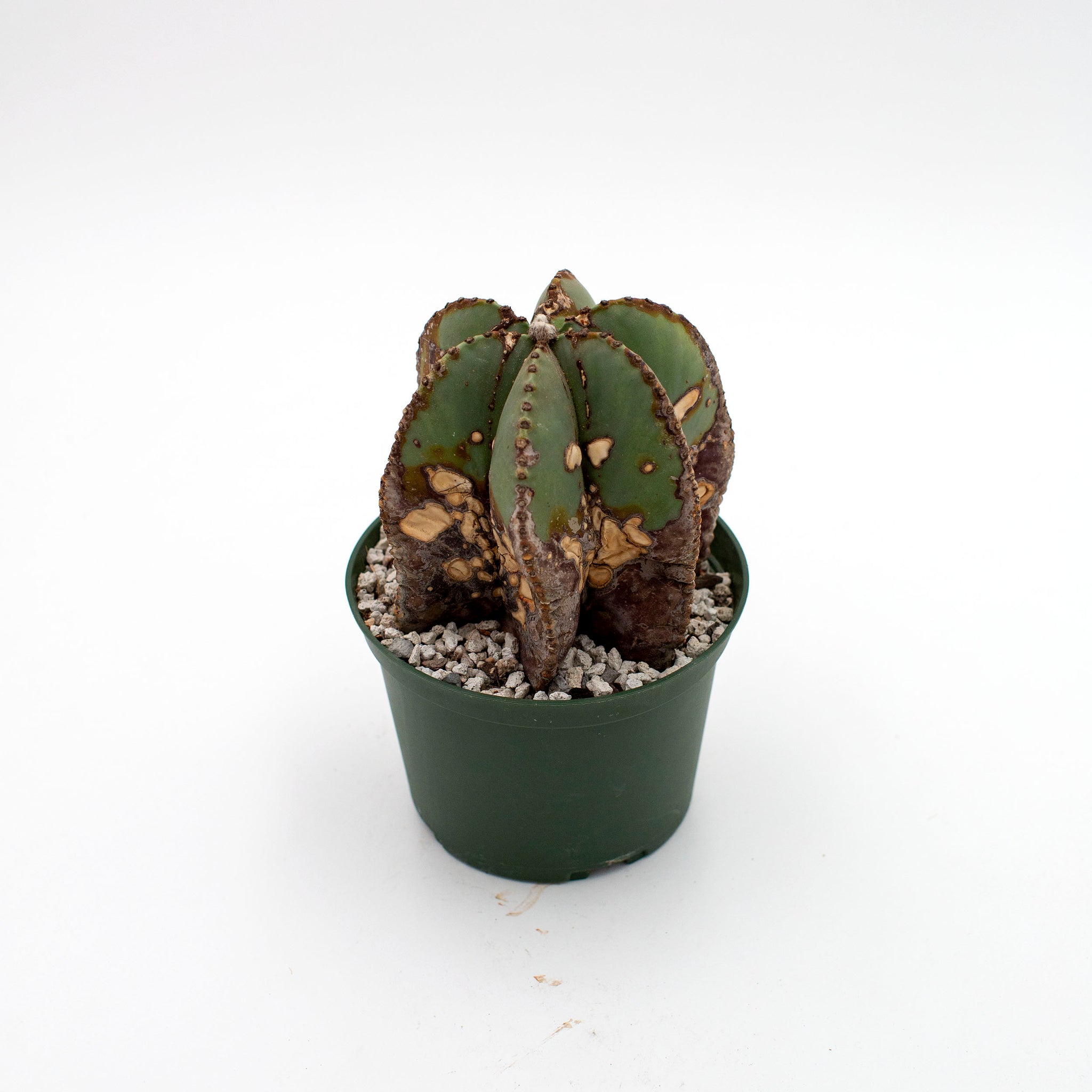 Astrophytum myriostigma f. nudum