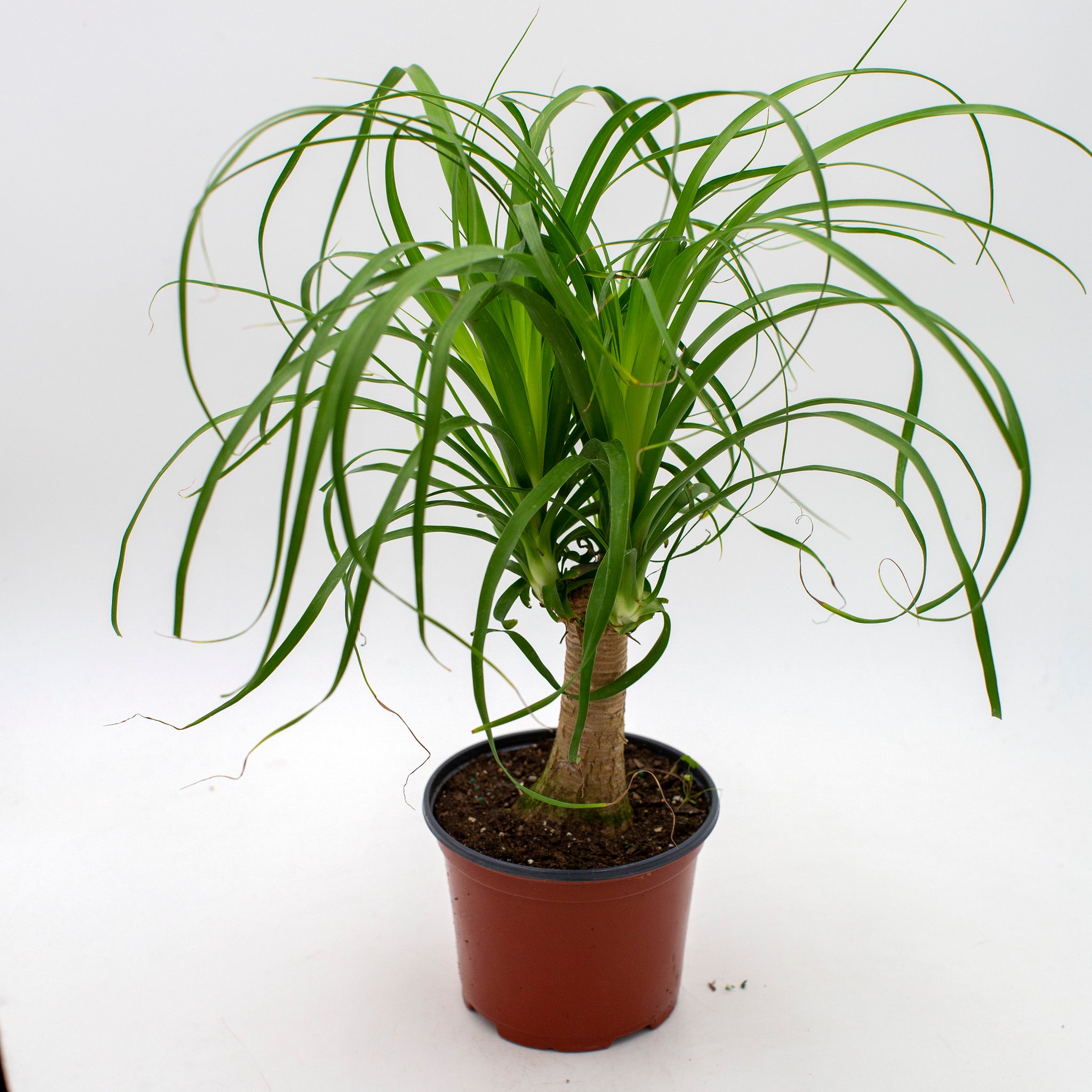 Beaucarnea recurvata 'Ponytail Palm'