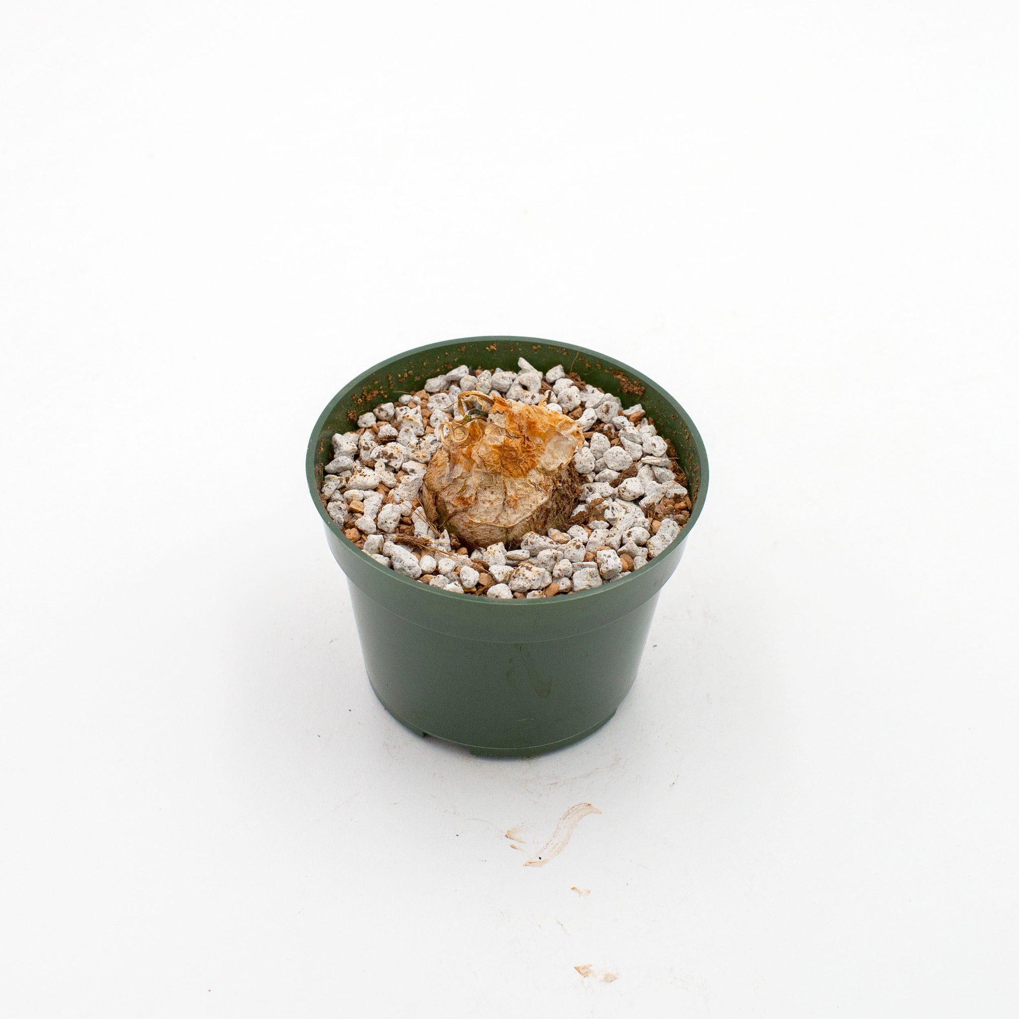 Bowiea volubilis