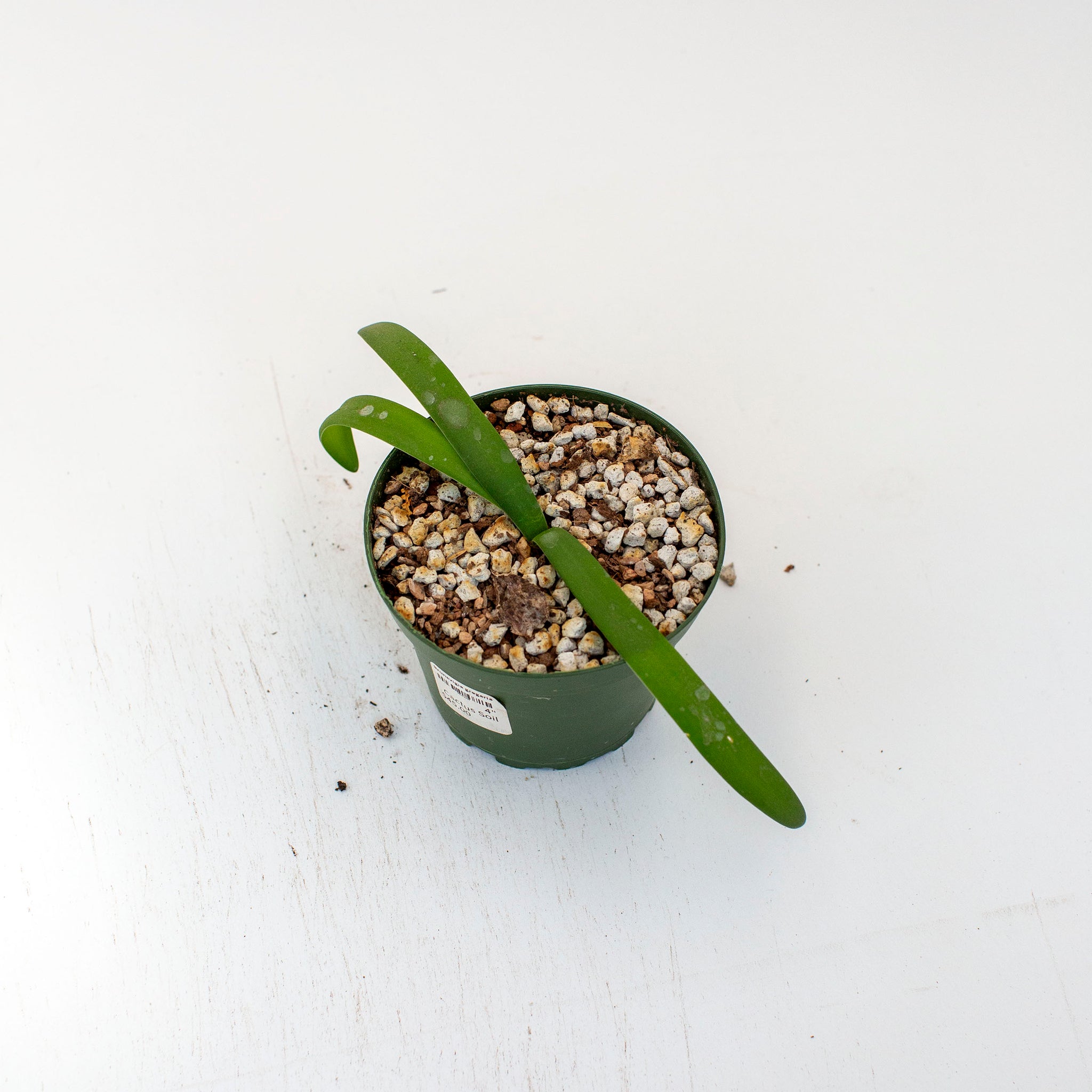 Brunsvigia gregaria