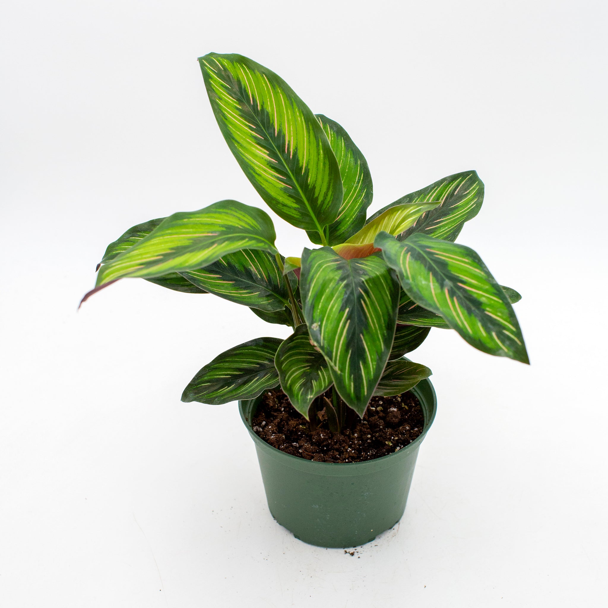 Calathea 'Beauty Star'