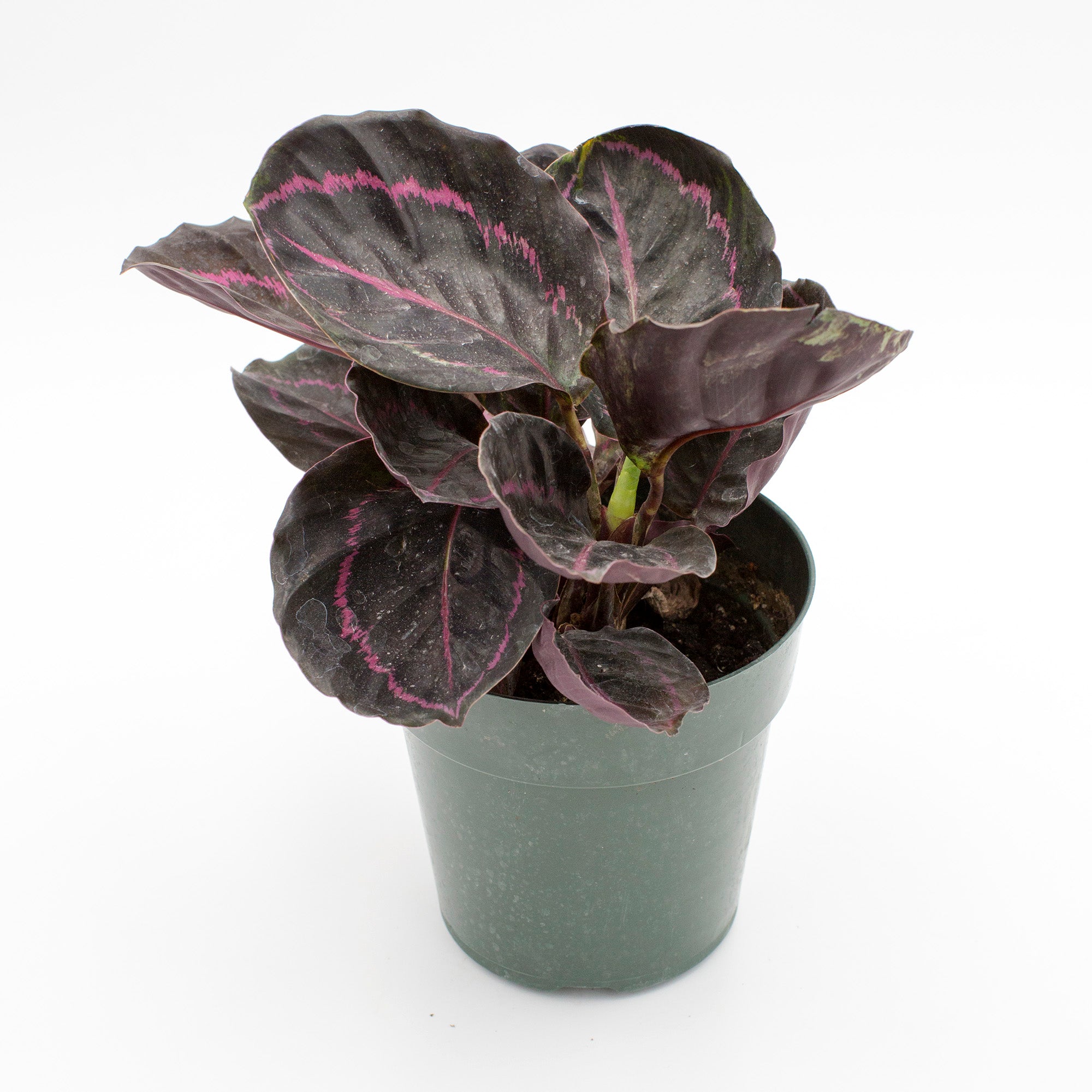 Calathea roseopicta 'Dottie' – The Victorian Atlanta