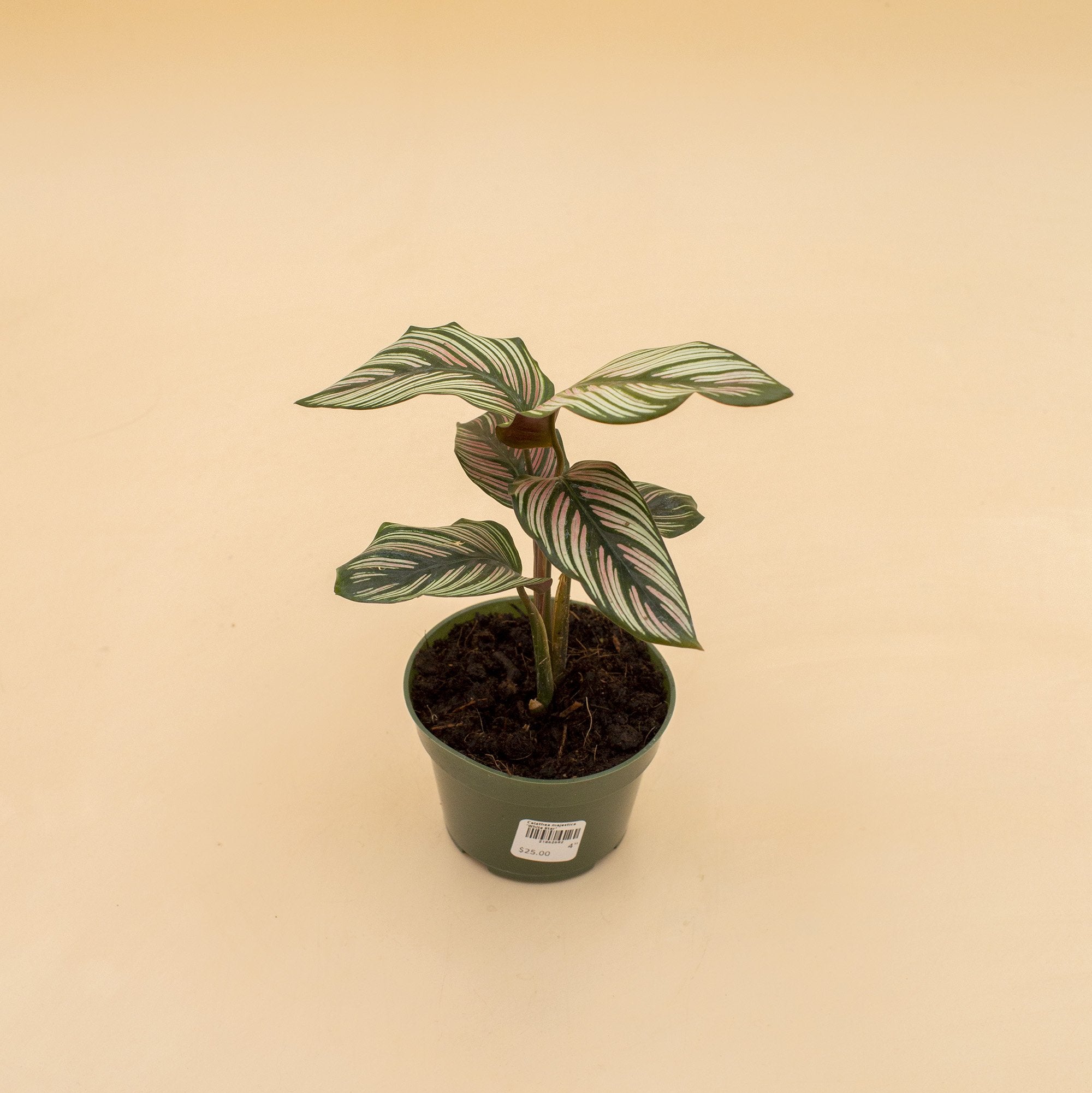 Calathea majestica 'White Star'