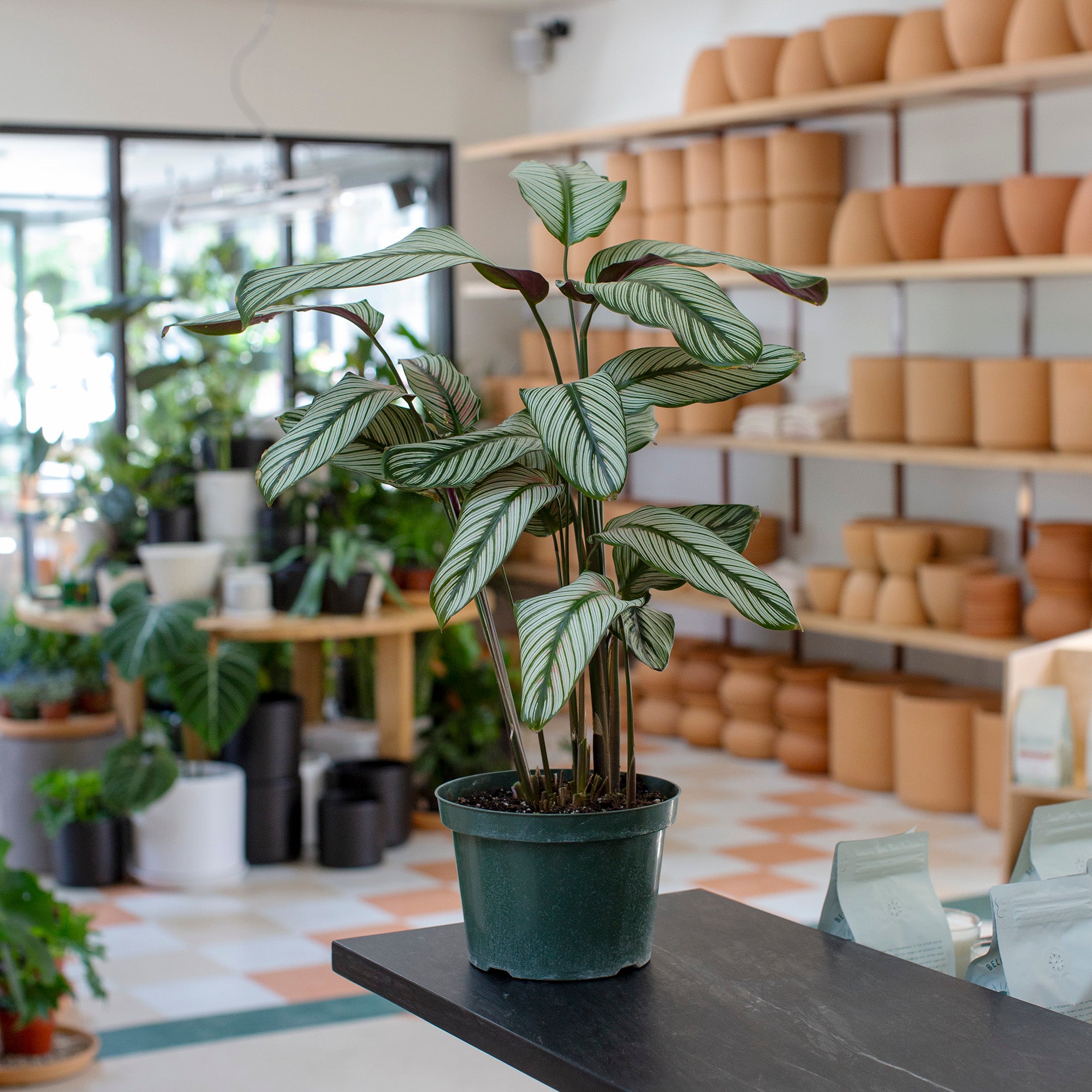 Calathea majestica 'White Star'