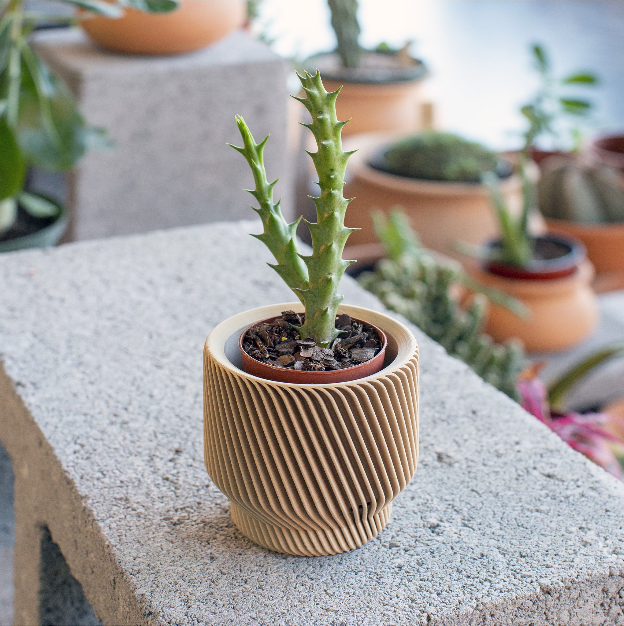 Conifer Homewares - Spruce Planter