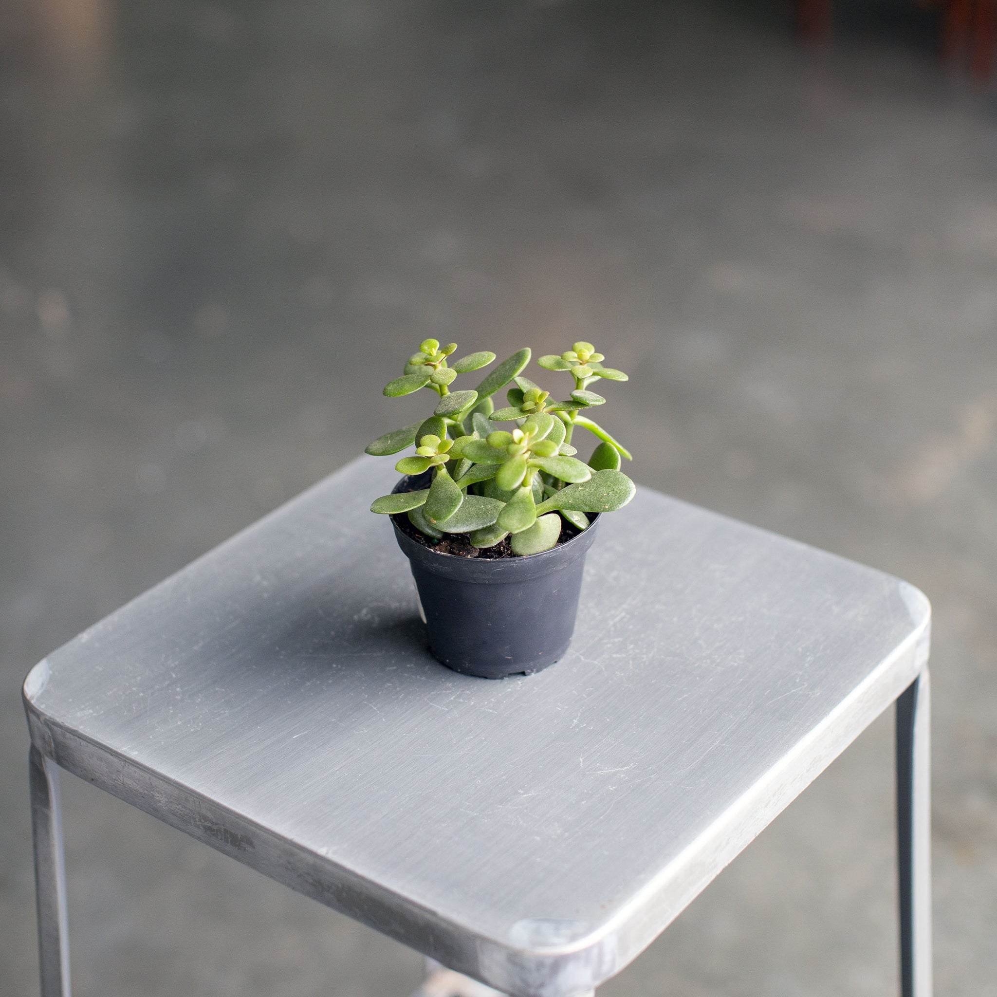 Crassula ovata 'Jade Plant'