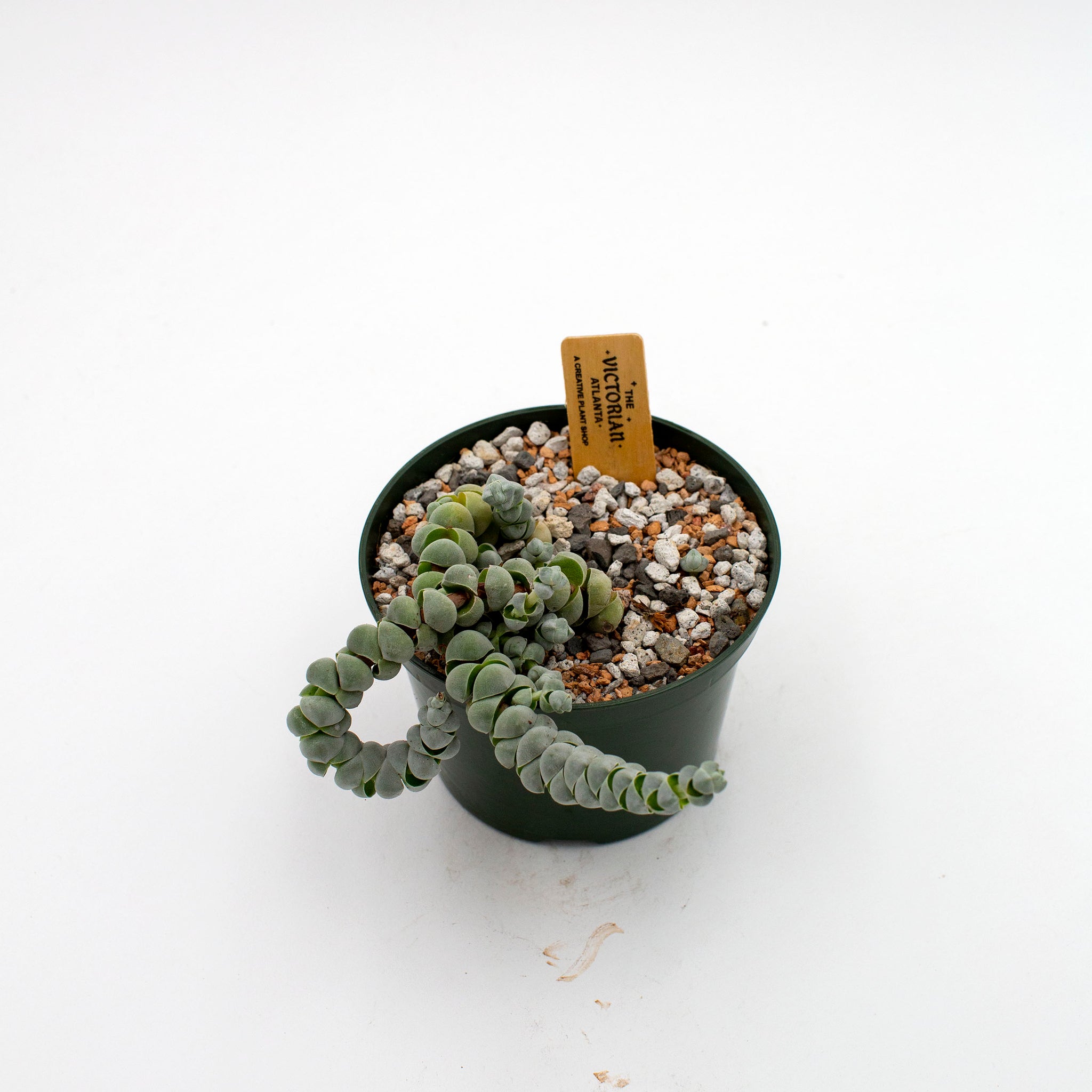 Crassula plegmatoides