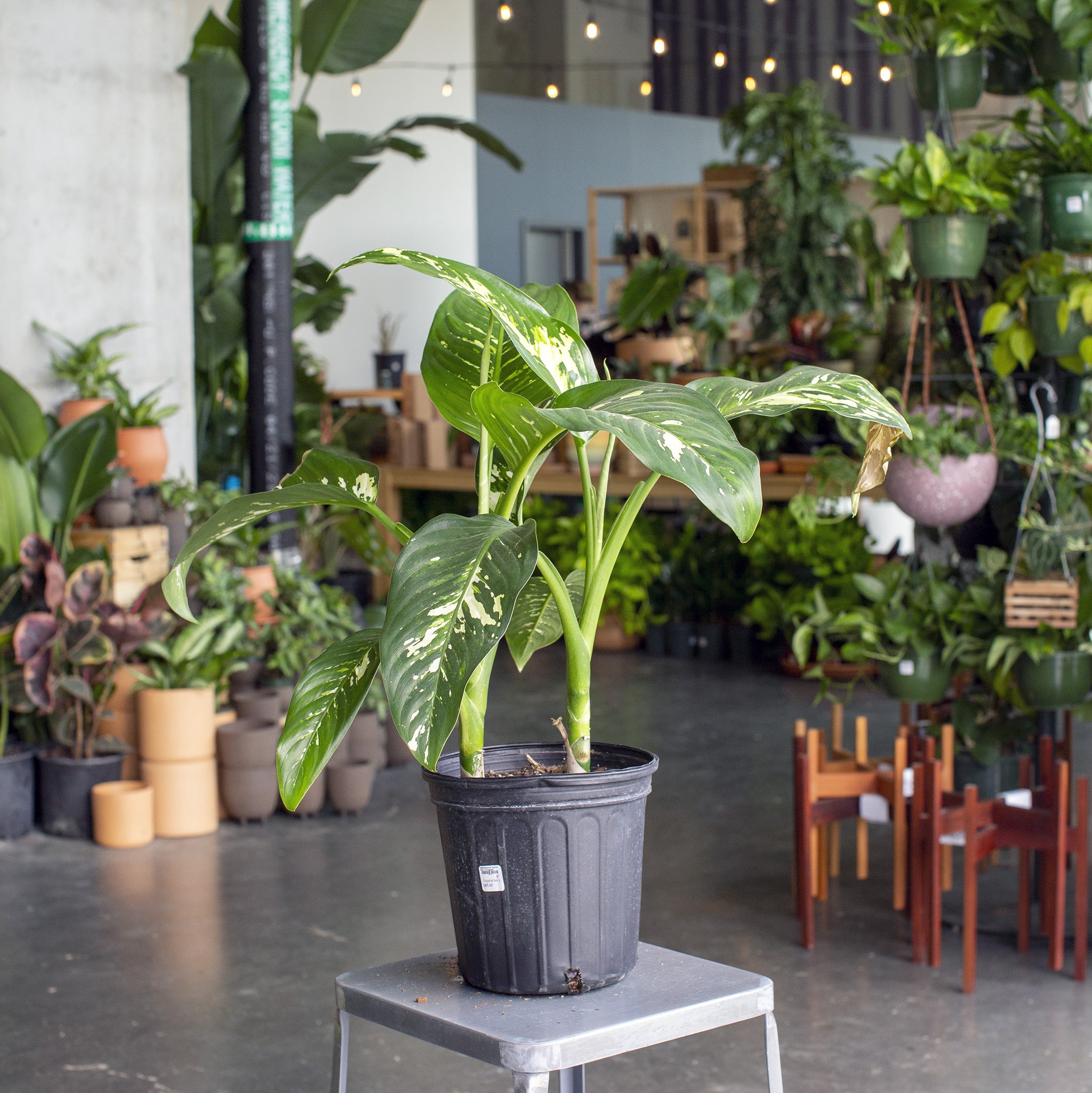 Dieffenbachia 'Puerto Rico'