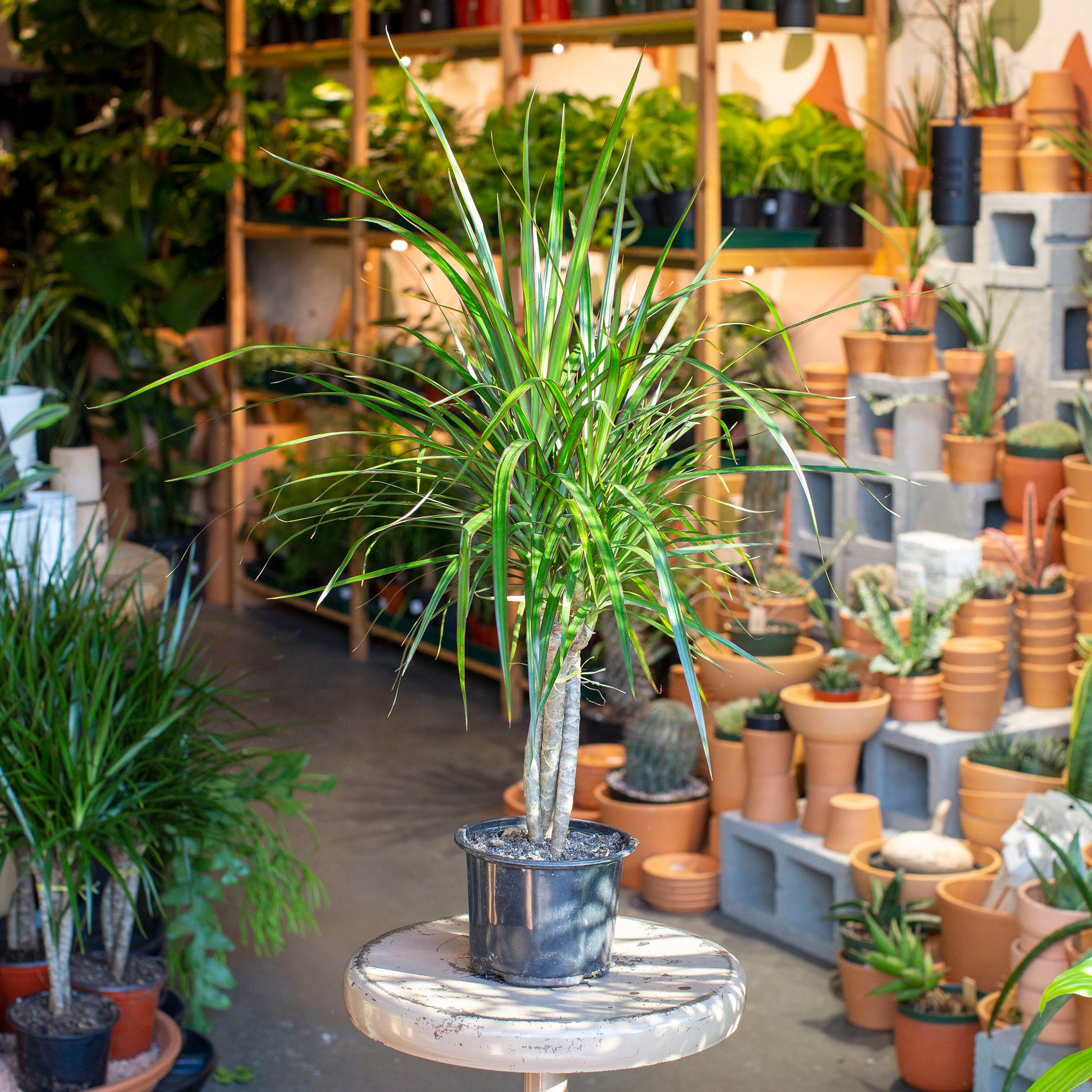 Dracaena marginata