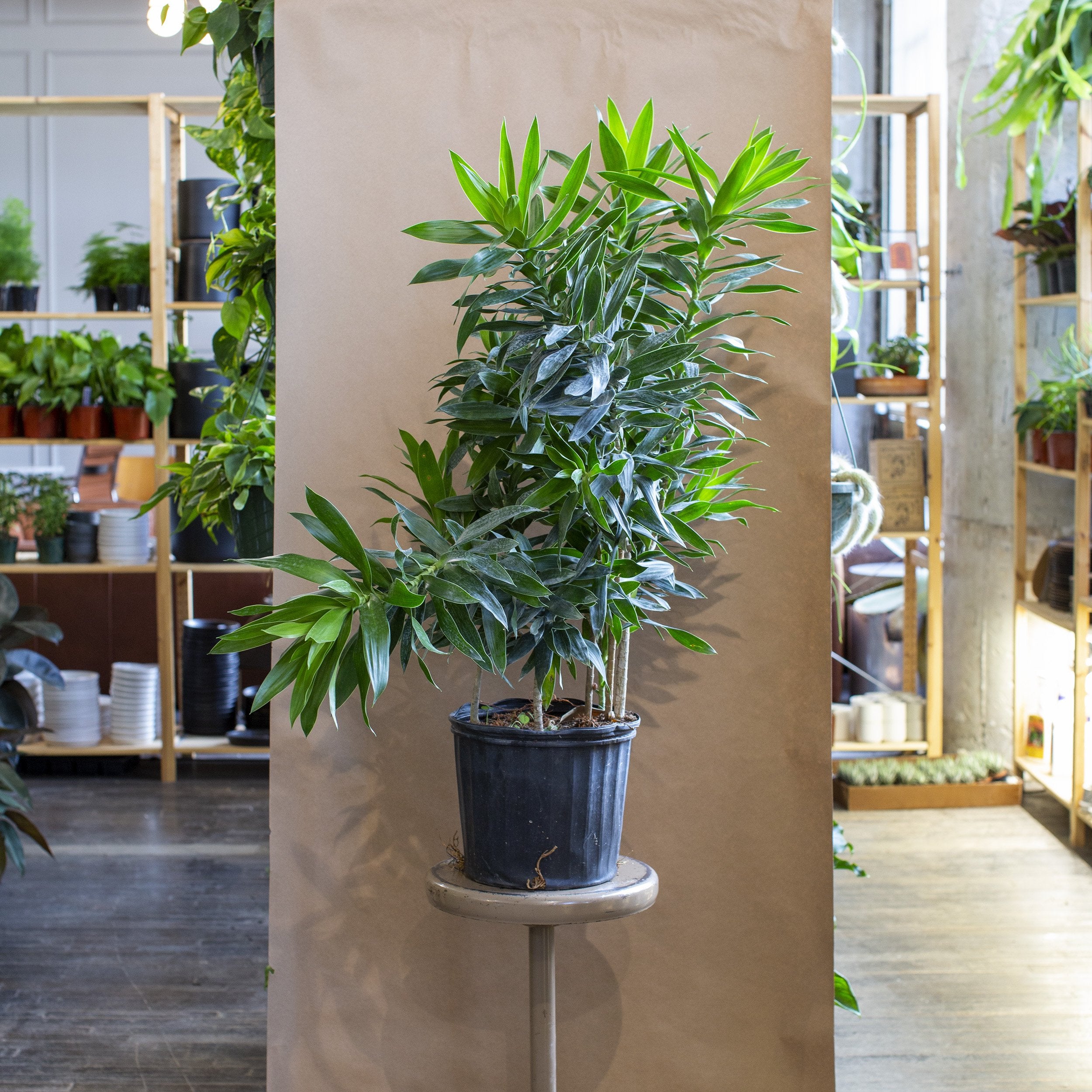 indoor dracaena reflexa Dracaena reflexa – The Victorian Atlanta