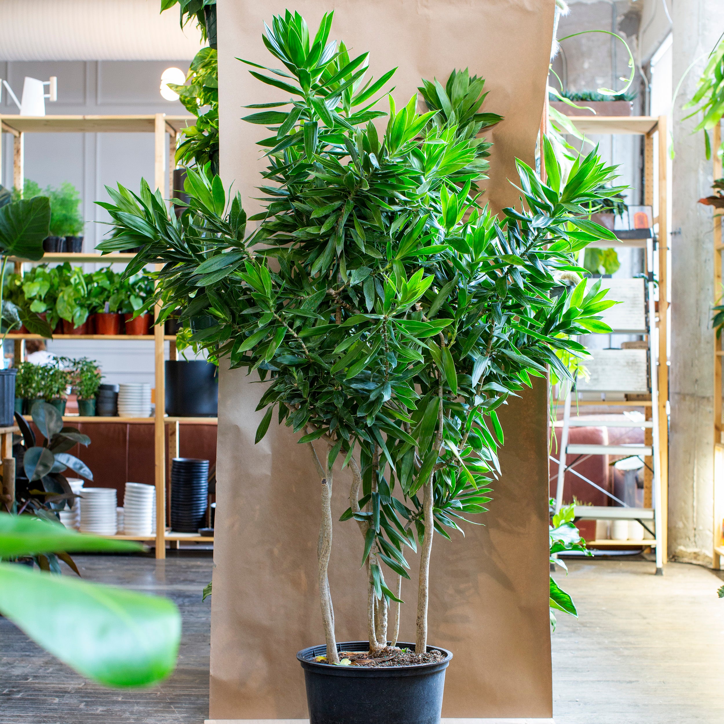 Dracaena reflexa – The Victorian Atlanta