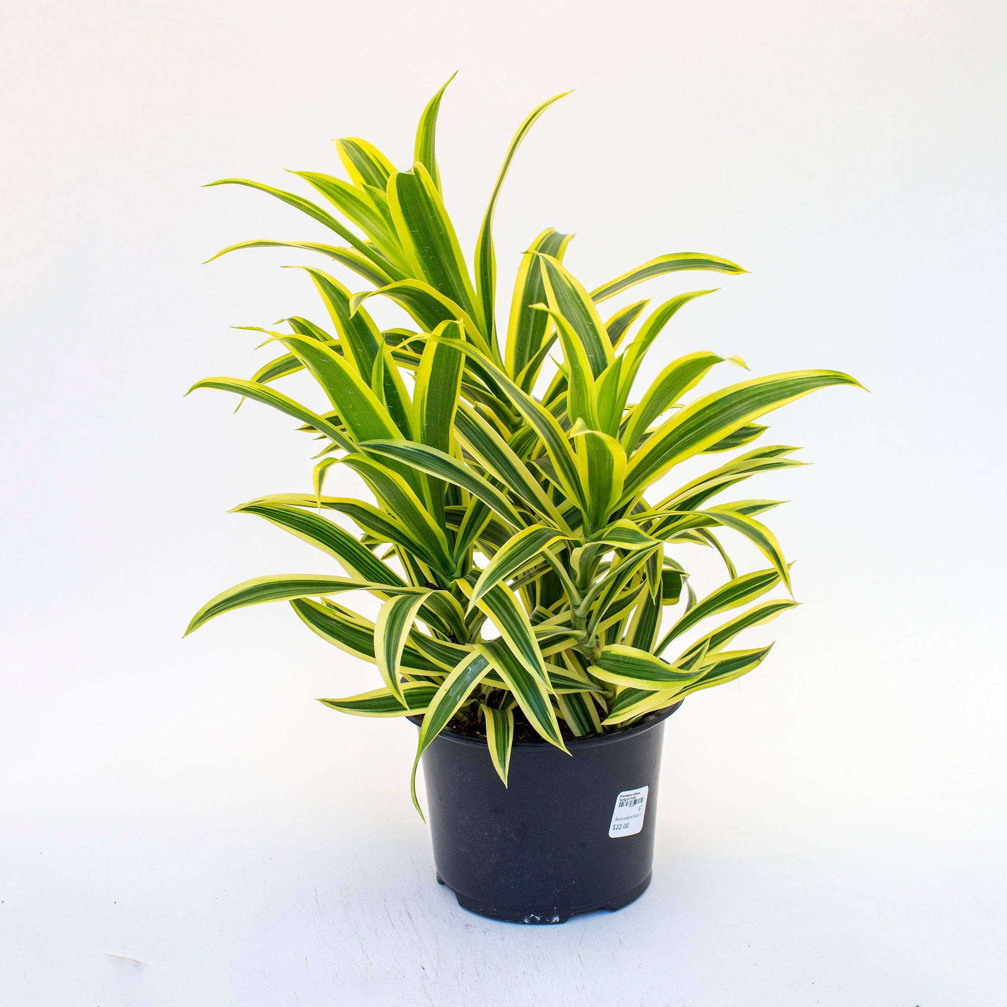 Dracaena reflexa 'Song of India'