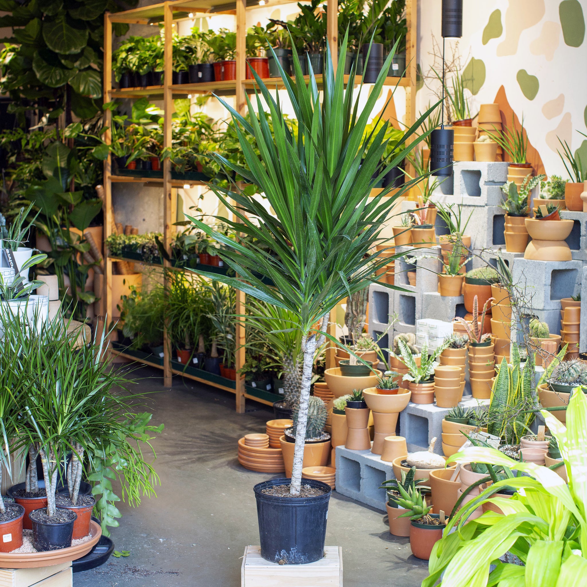 dracaena tarzan care Dracaena marginata 'Tarzan' – The Victorian Atlanta