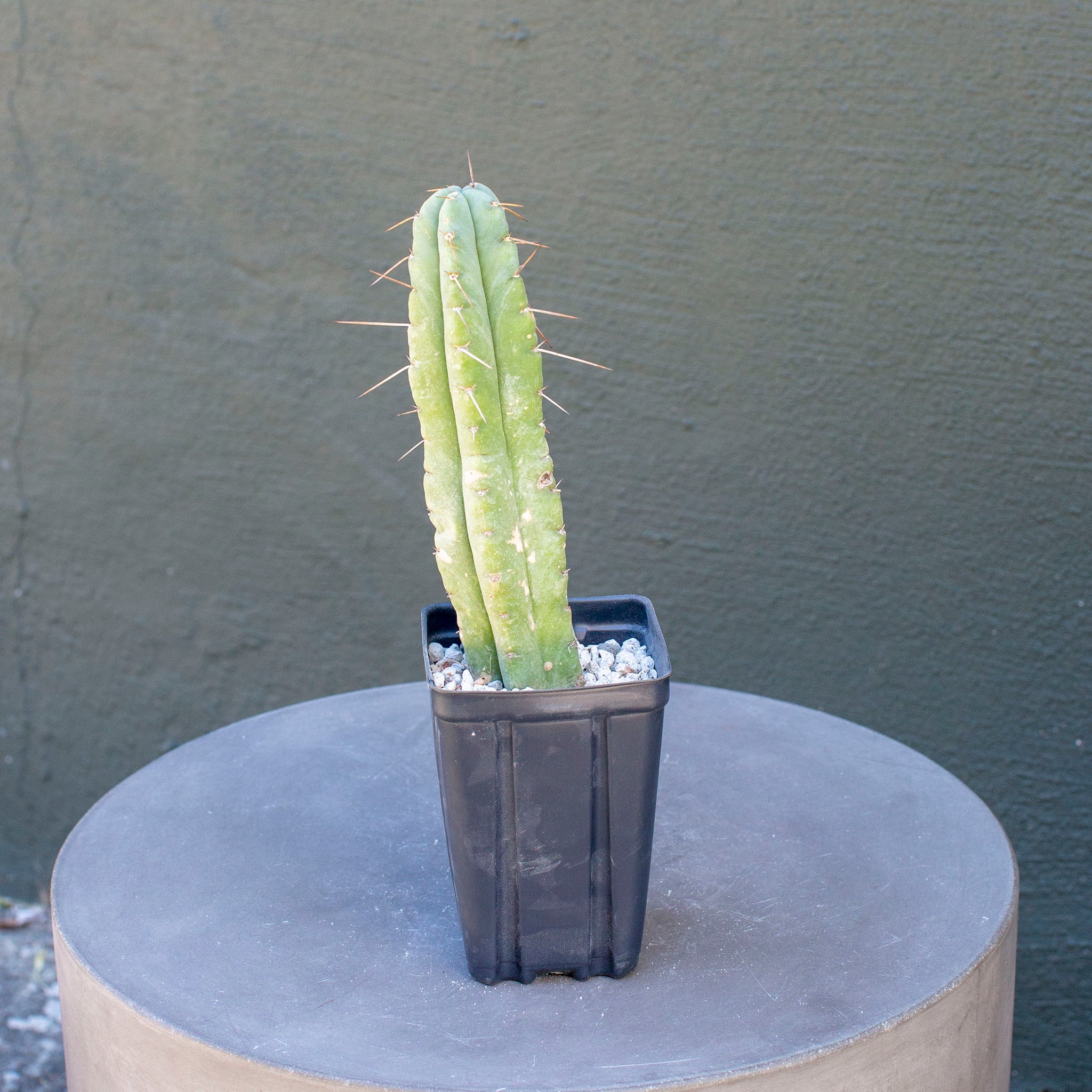 Echinopsis pachanoi (San Pedro Cactus)