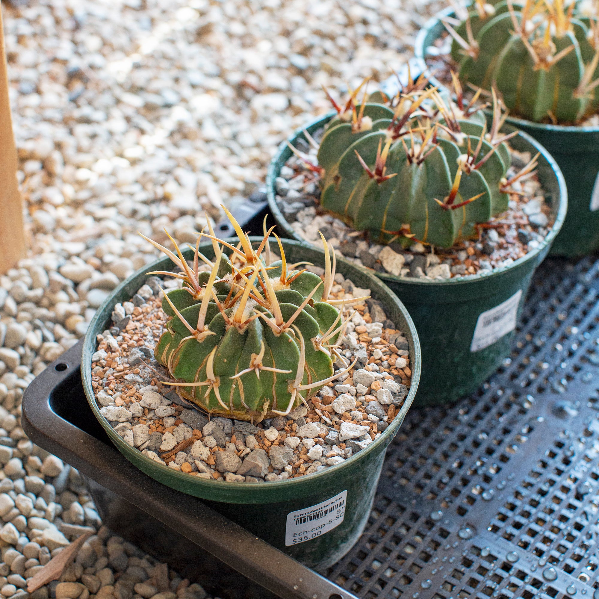 Echinofossulocactus coptogonus