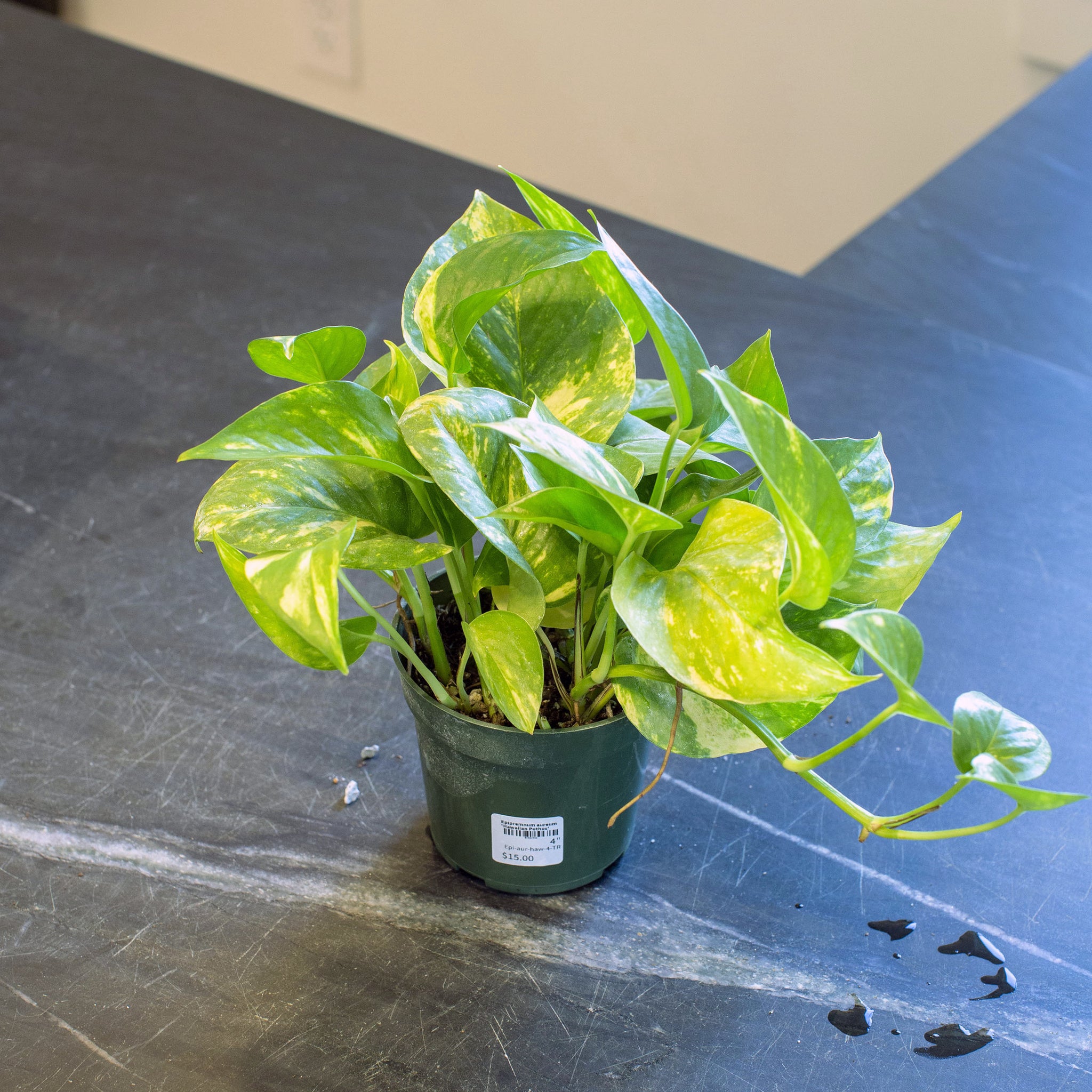 Epipremnum aureum 'Hawaiian Pothos'