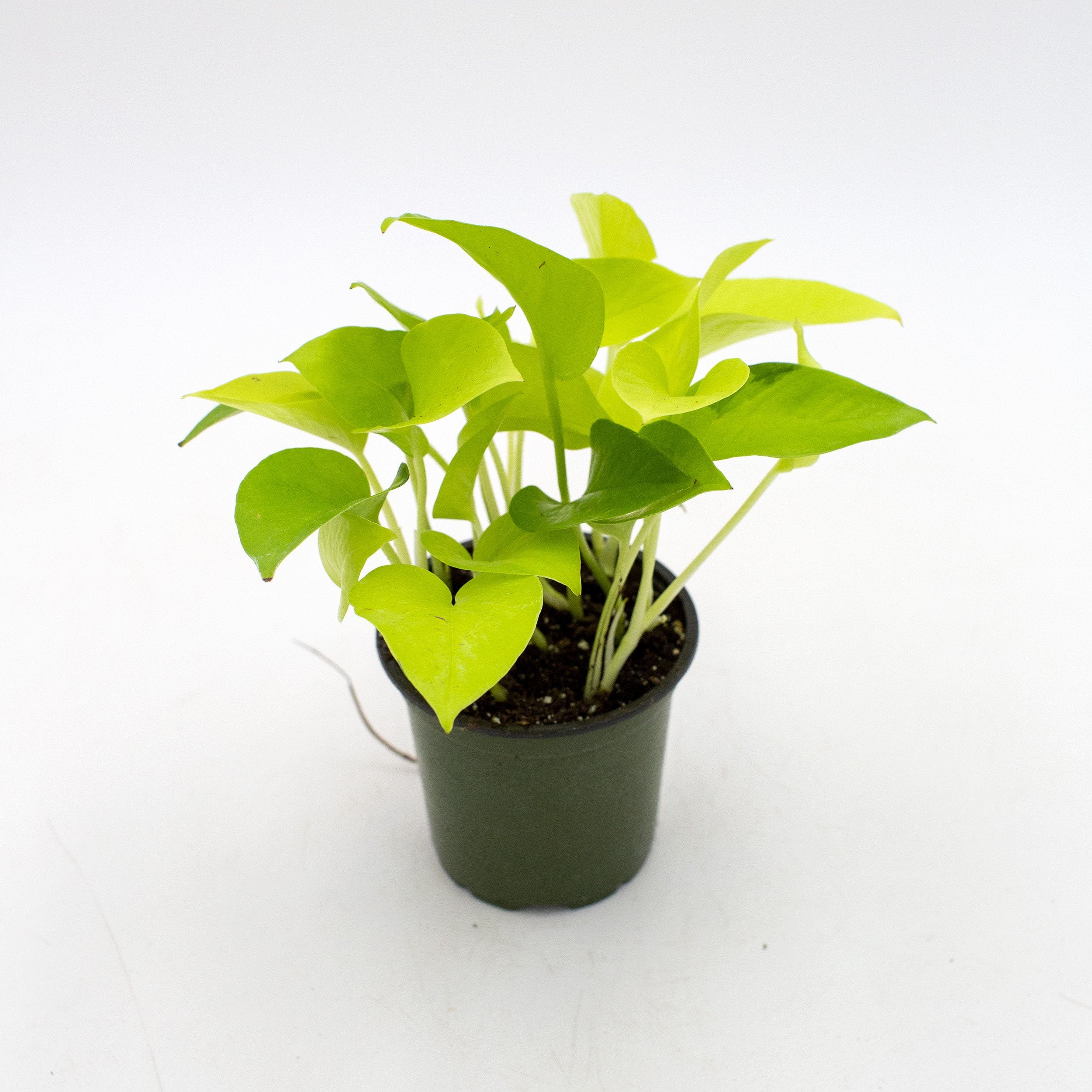 Epipremnum aureum 'Neon Pothos'  The Victorian Atlanta