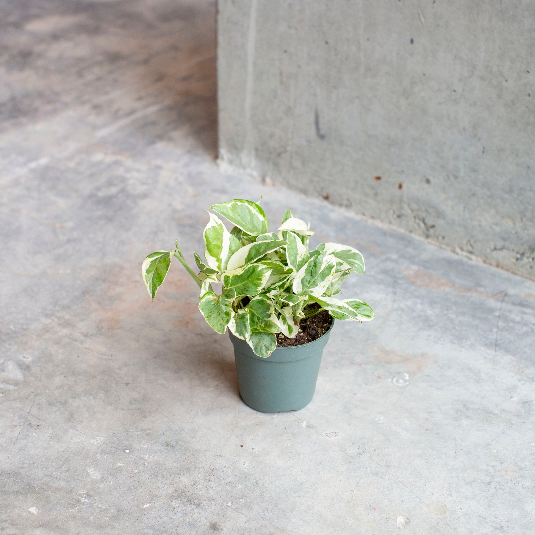 Epipremnum aureum 'N'Joy Pothos'