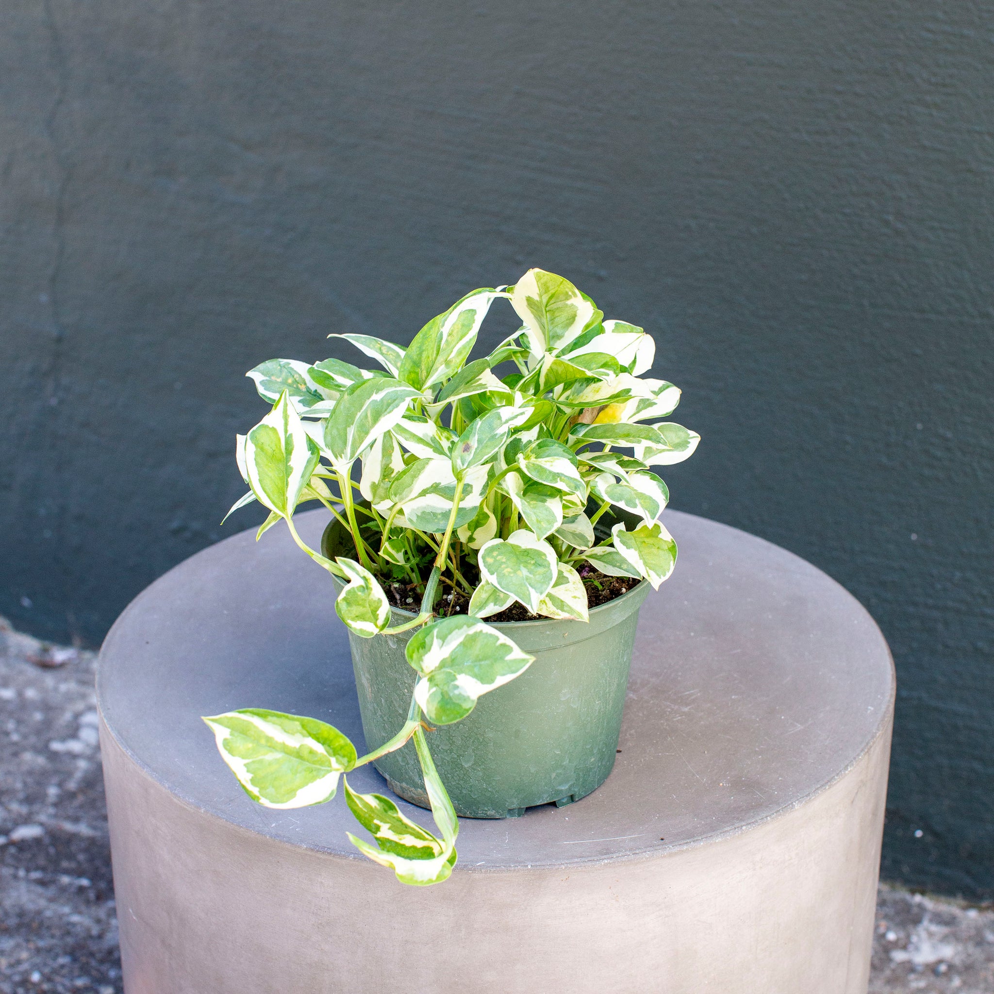 Epipremnum aureum 'Pearls and Jade'