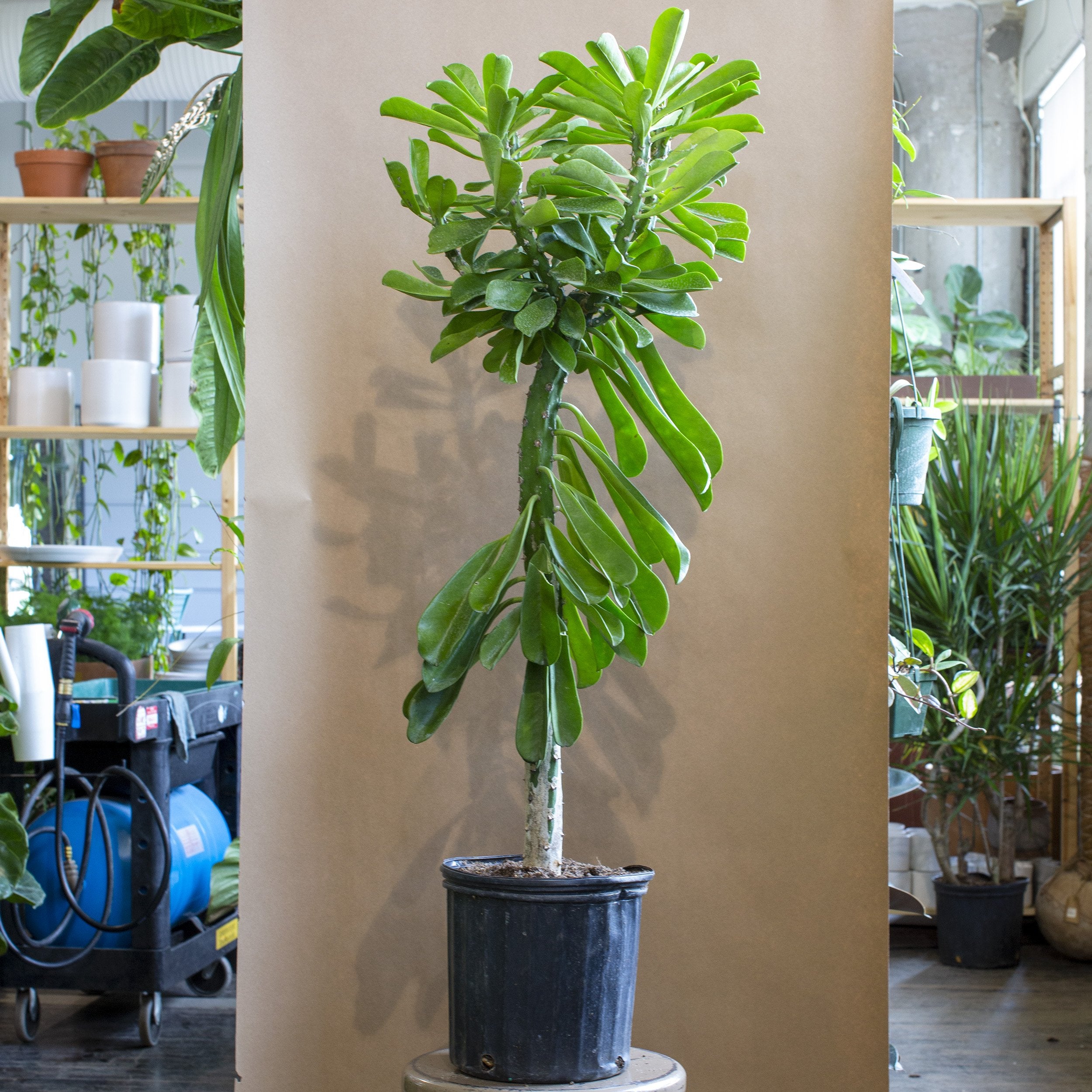 Euphorbia drupifera (Green Giant) – The Victorian Atlanta