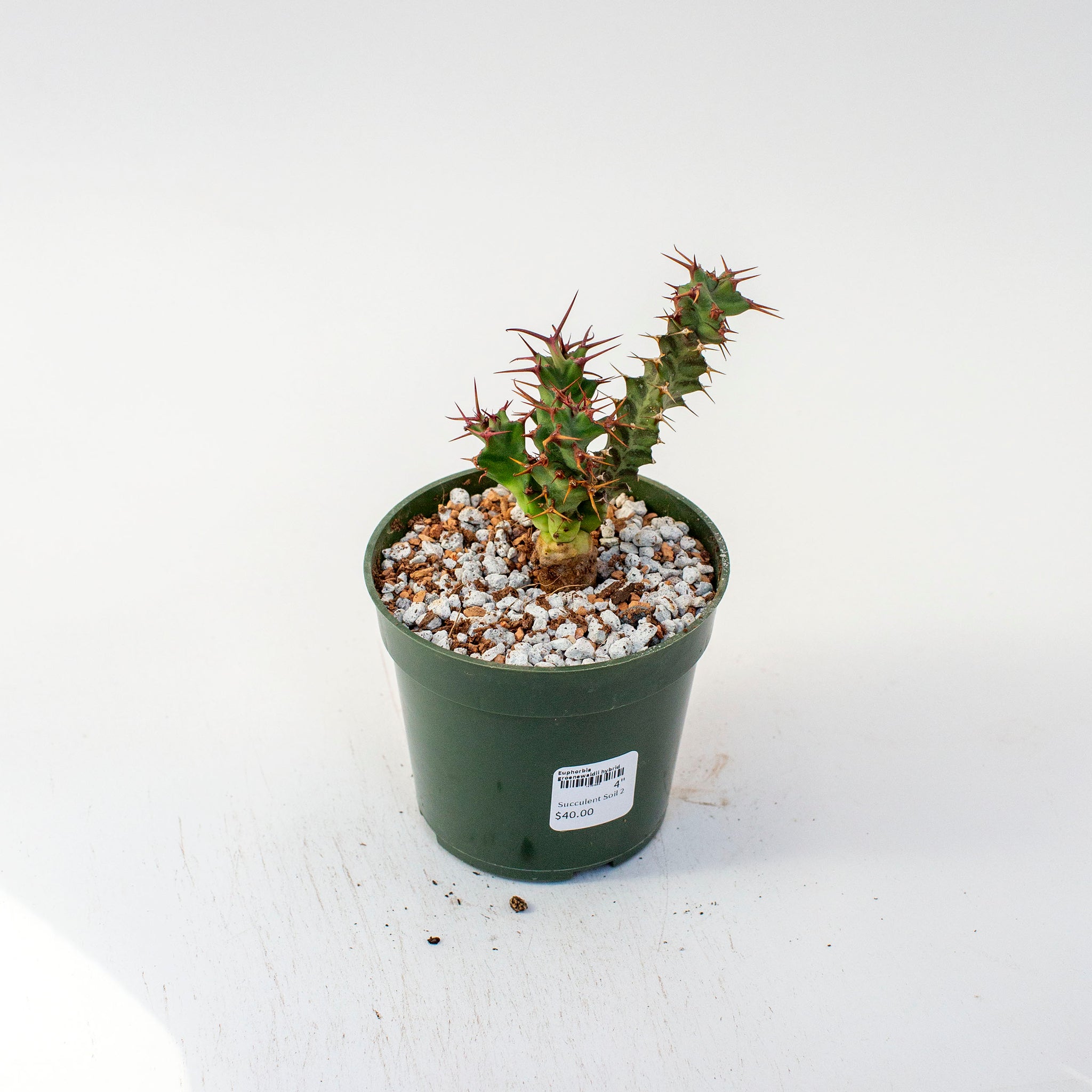 Euphorbia groenewaldii hybrid