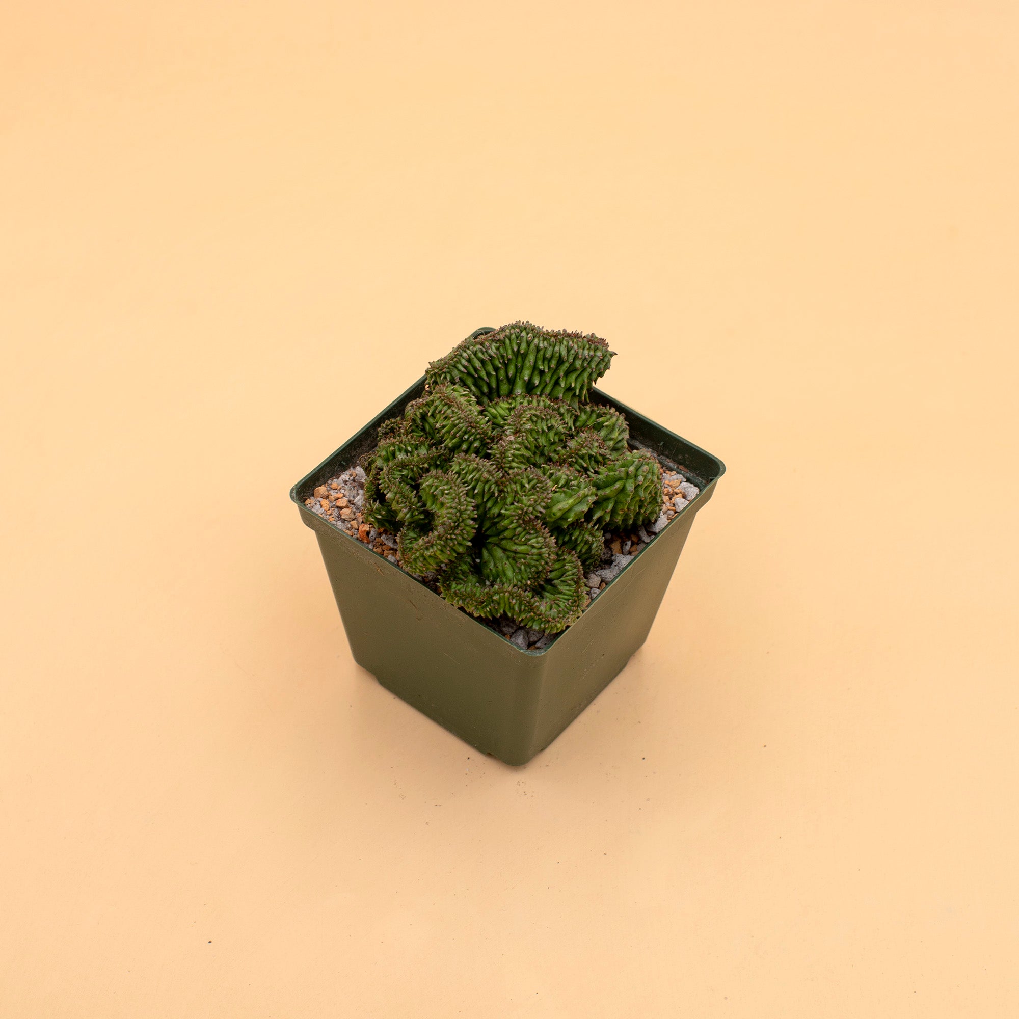 Euphorbia horrida f. cristata