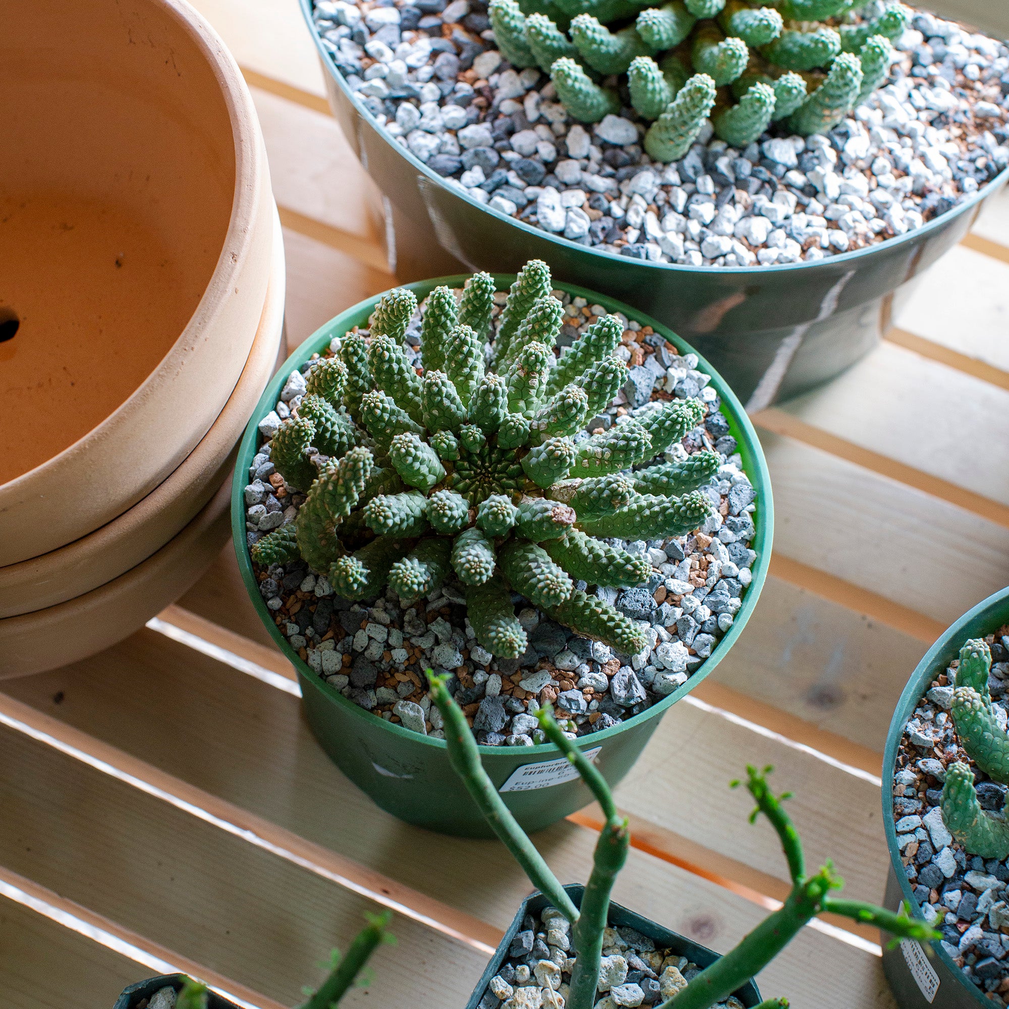 Euphorbia inermis