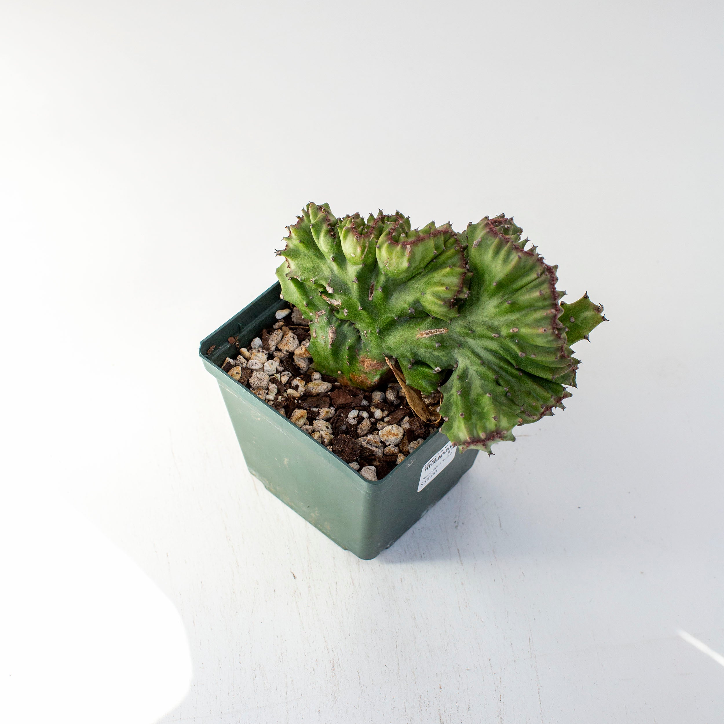 Euphorbia lactea 'Cristata' – The Victorian Atlanta