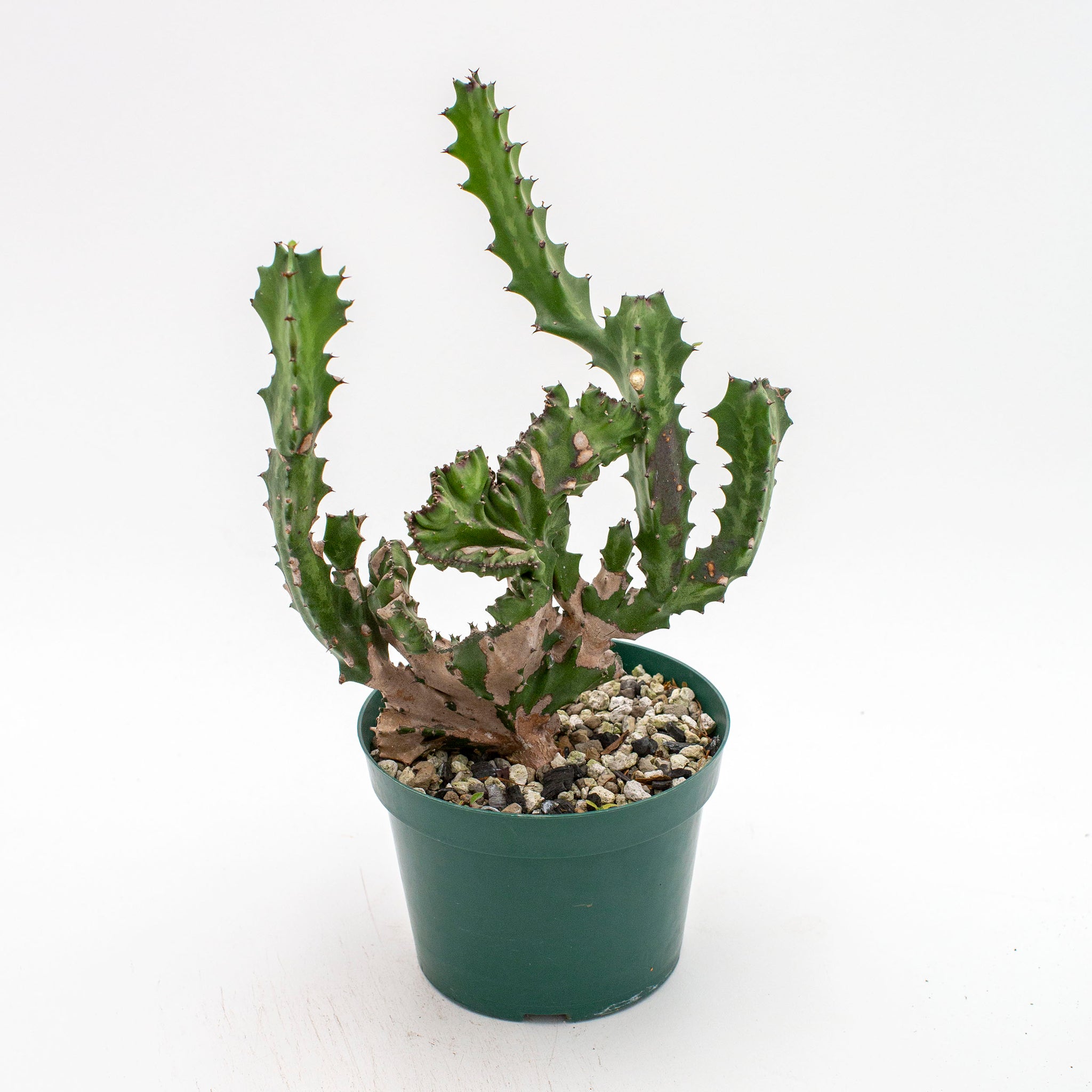 Euphorbia lactea 'Cristata'